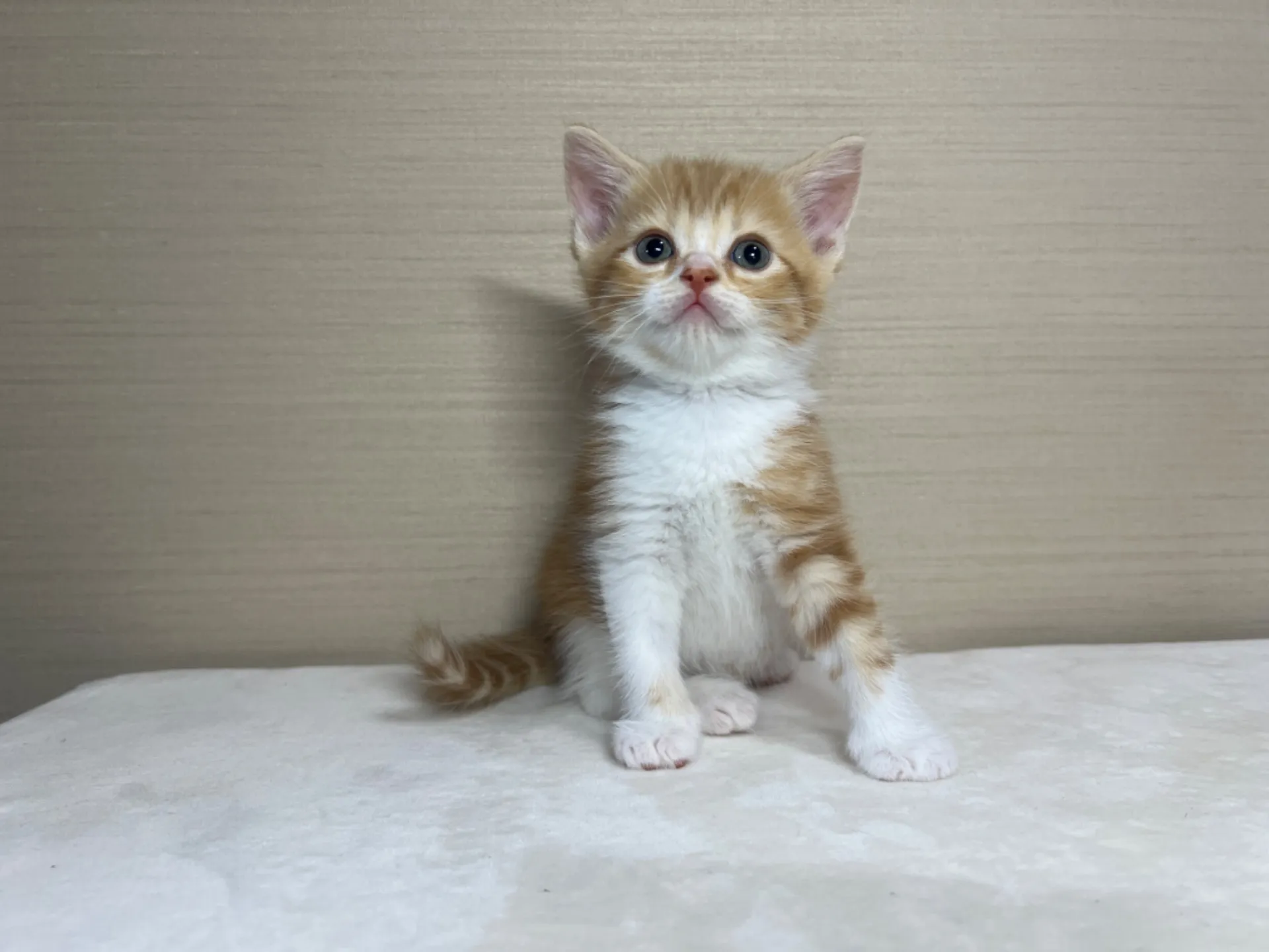 スコティッシュフォールド(3/1生)