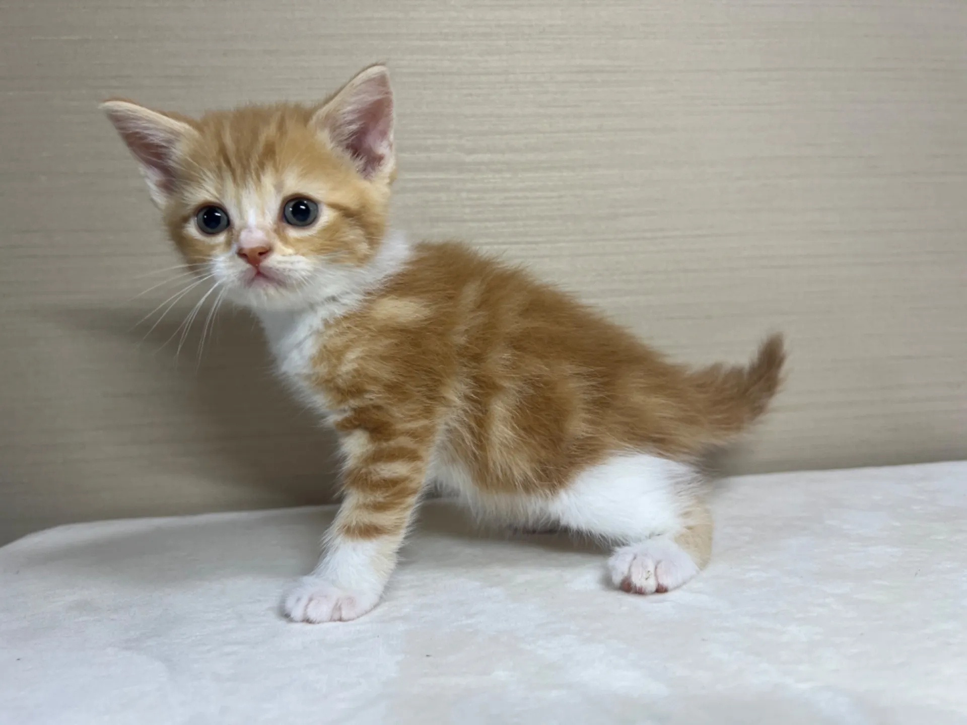 スコティッシュフォールド(3/1生)