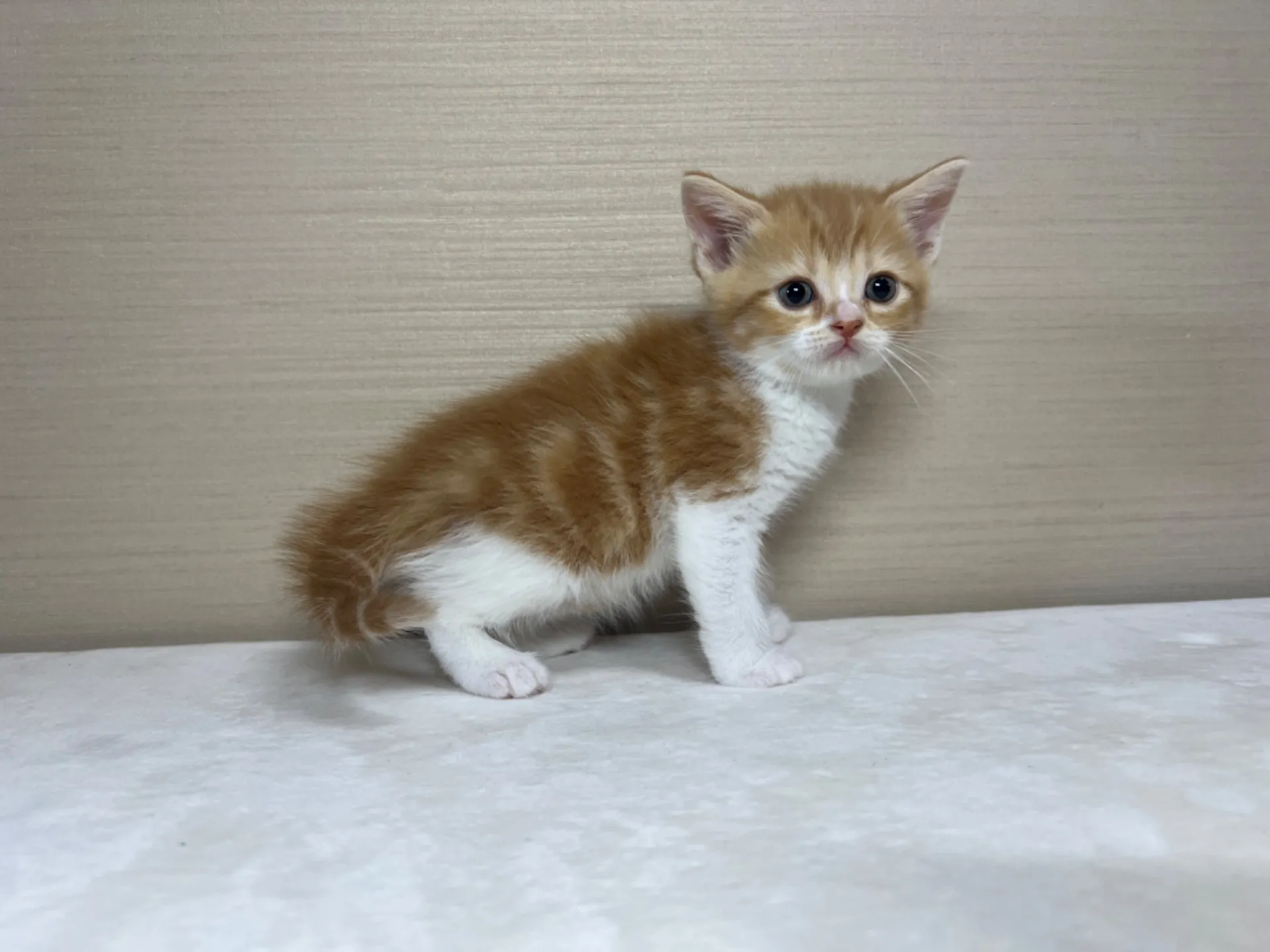 スコティッシュフォールド(3/1生)