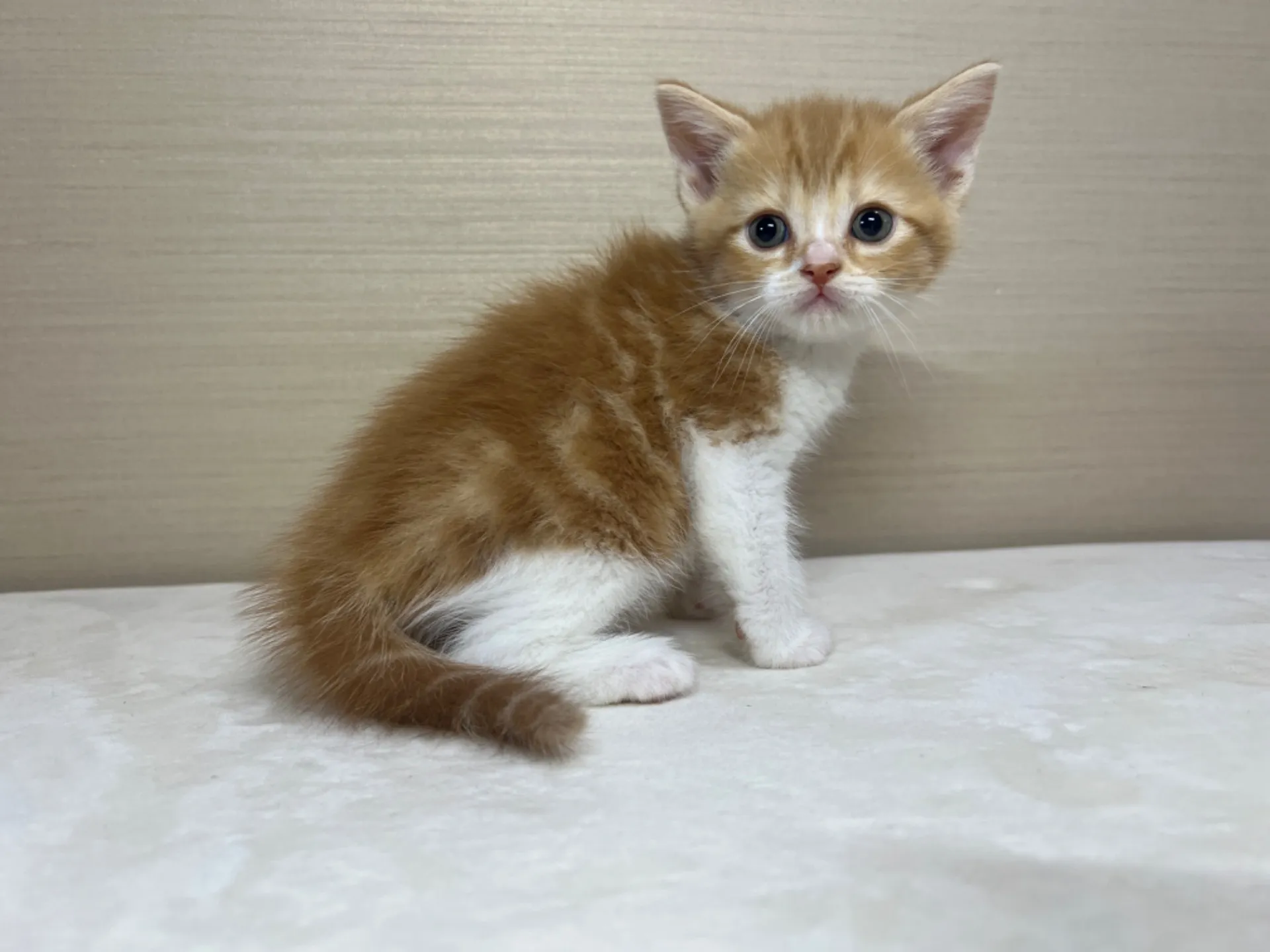 スコティッシュフォールド(3/1生)