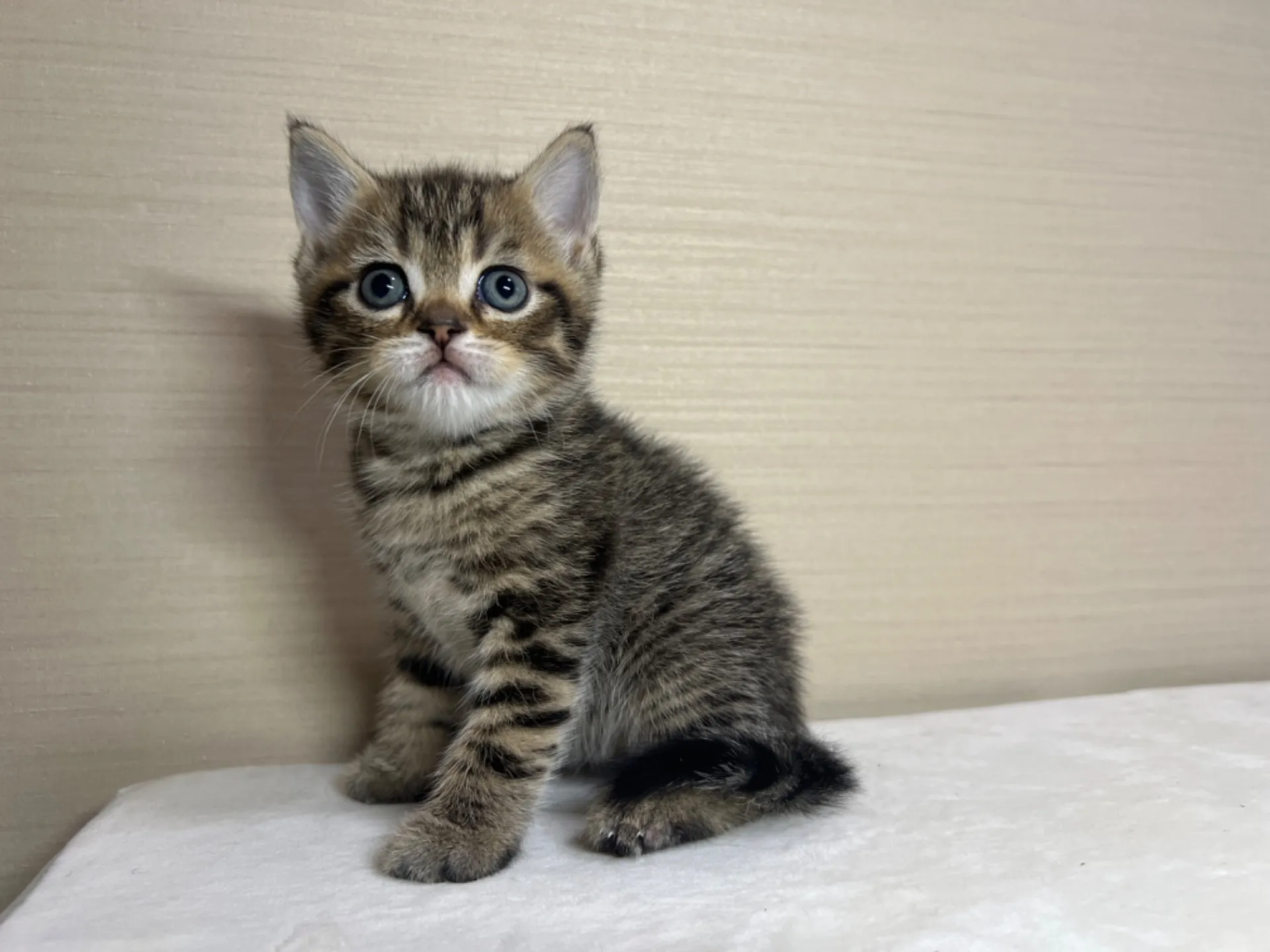 スコティッシュフォールド(3/3生)