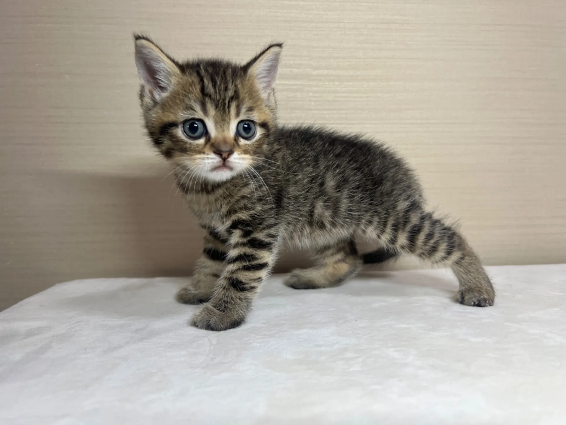 スコティッシュフォールド(3/3生)