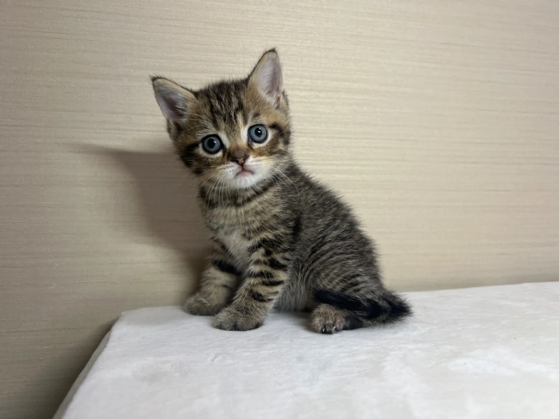 スコティッシュフォールド(3/3生)