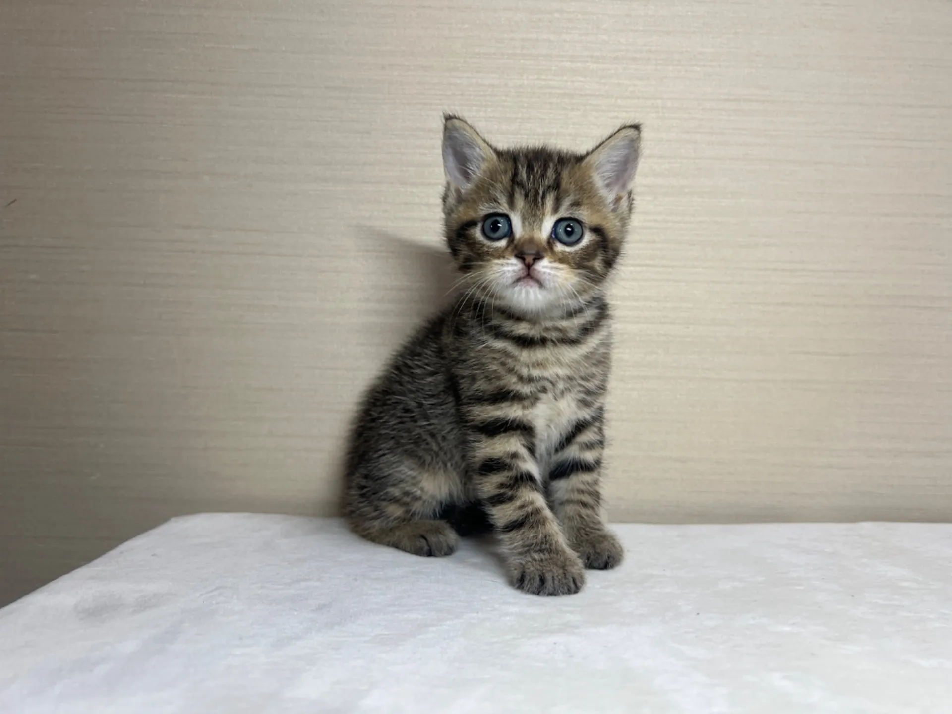 スコティッシュフォールド(3/3生)