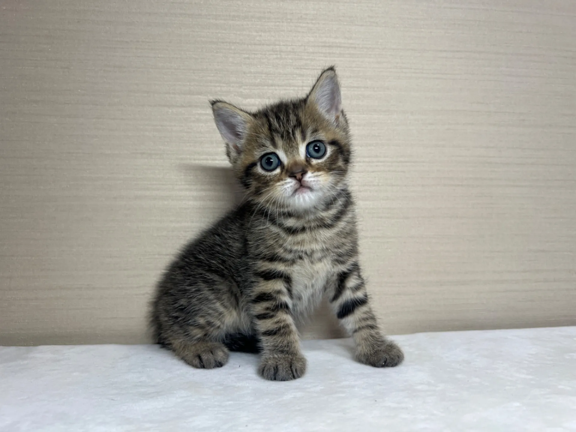 スコティッシュフォールド(3/3生)