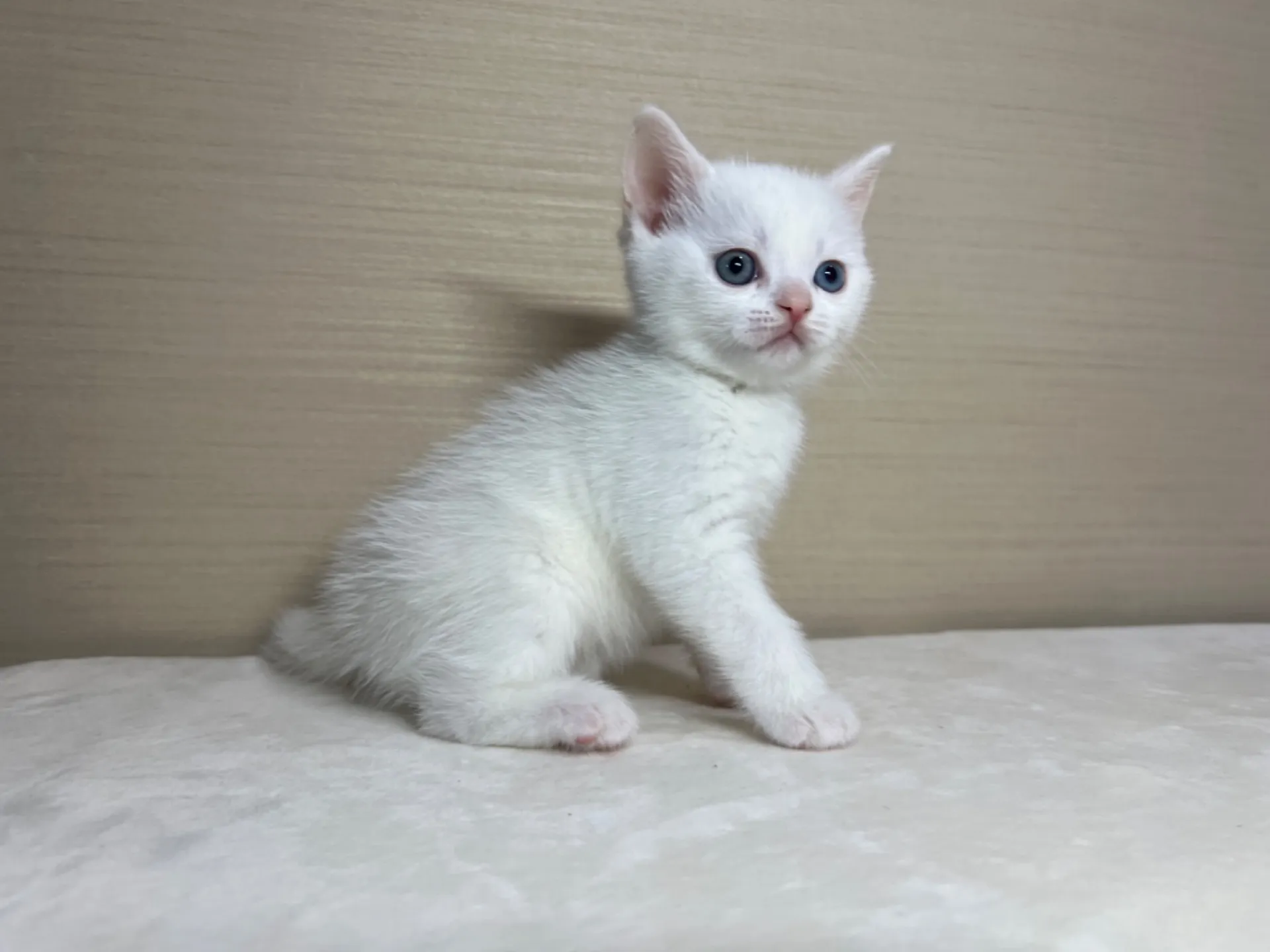 スコティッシュフォールド(3/3生)