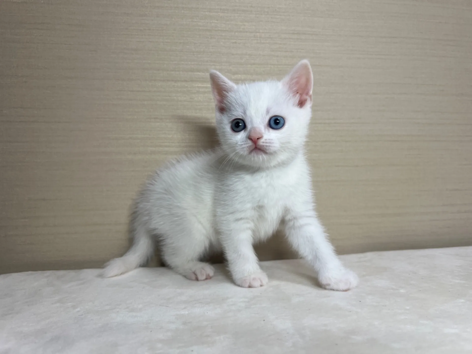 スコティッシュフォールド(3/3生)