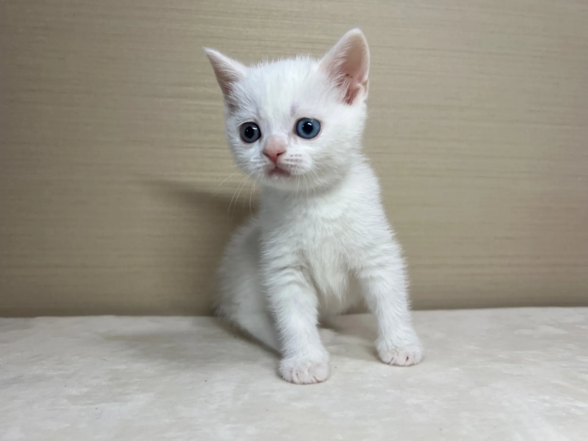 スコティッシュフォールド(3/3生)