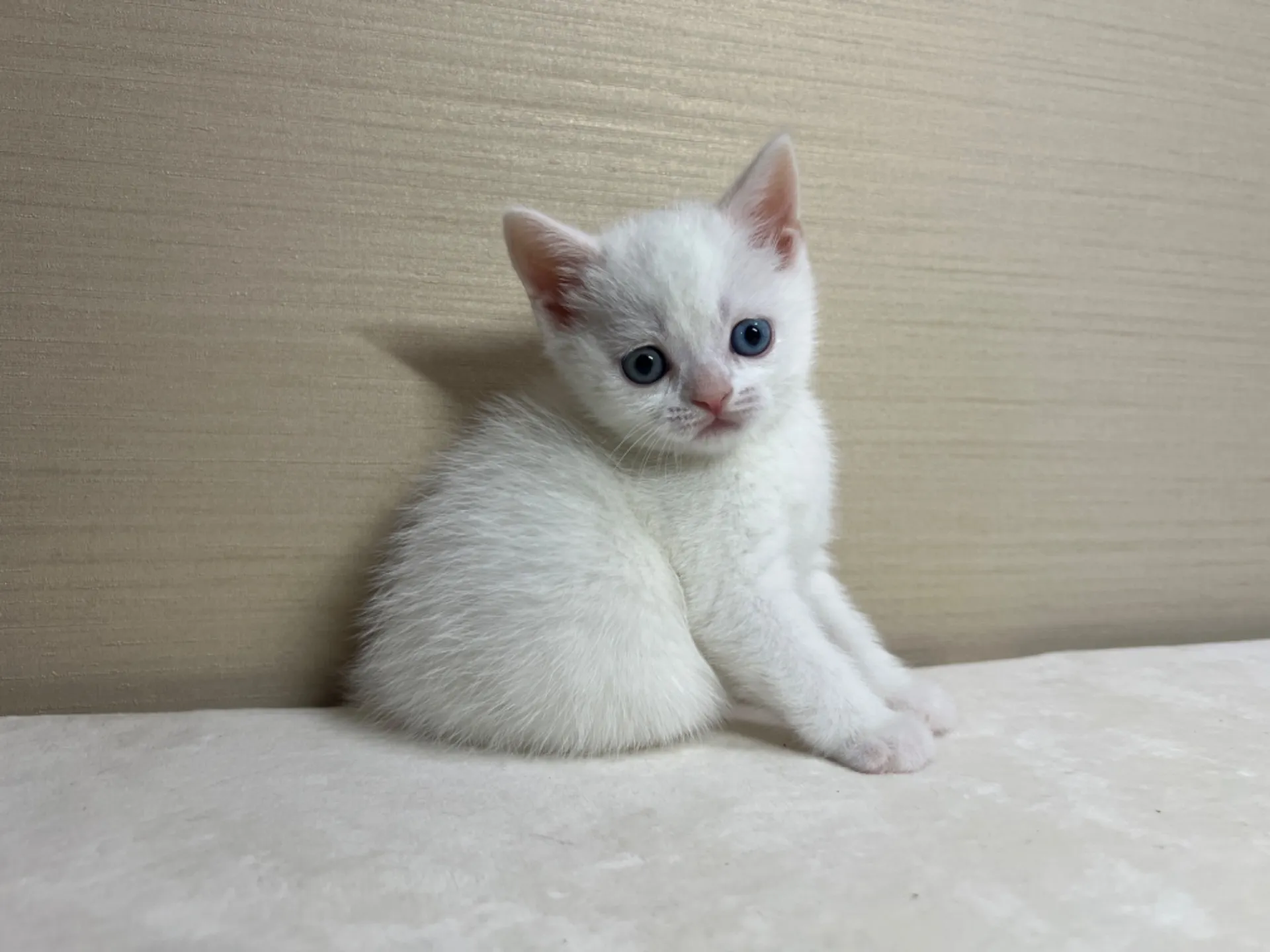 スコティッシュフォールド(3/3生)