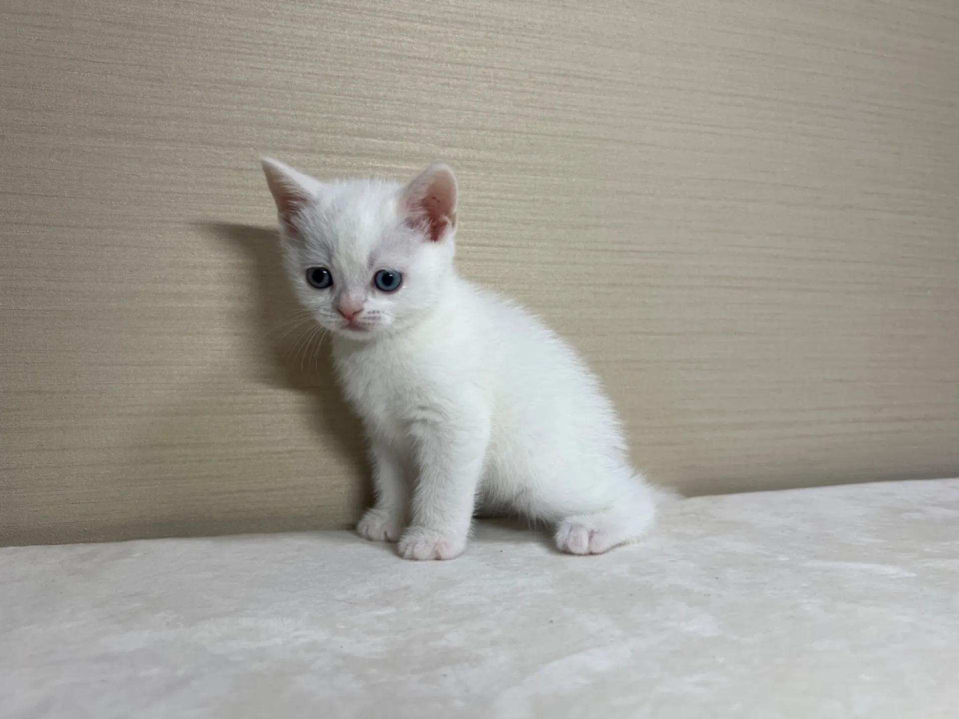 スコティッシュフォールド(3/3生)