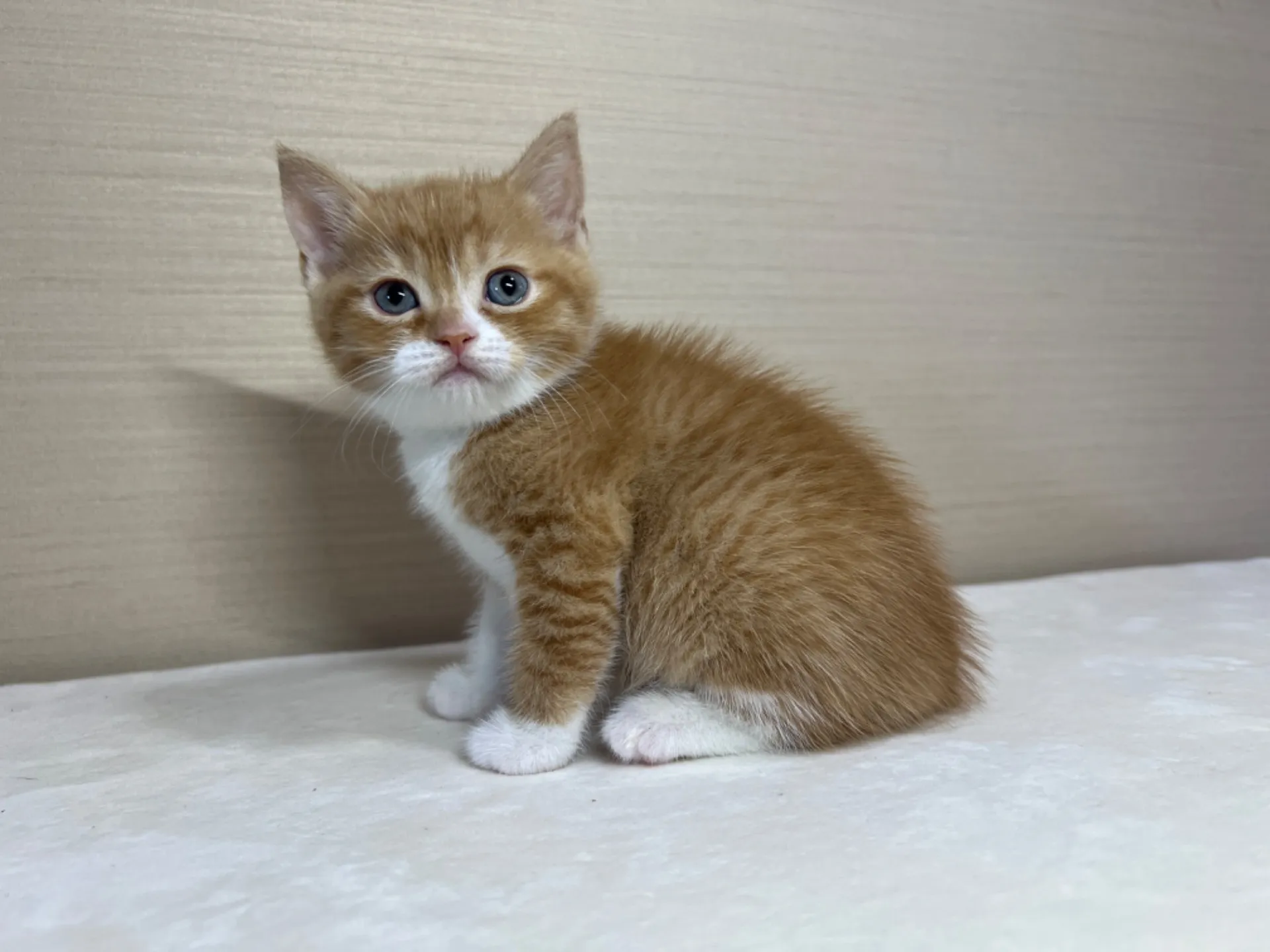 スコティッシュフォールド(3/3生)