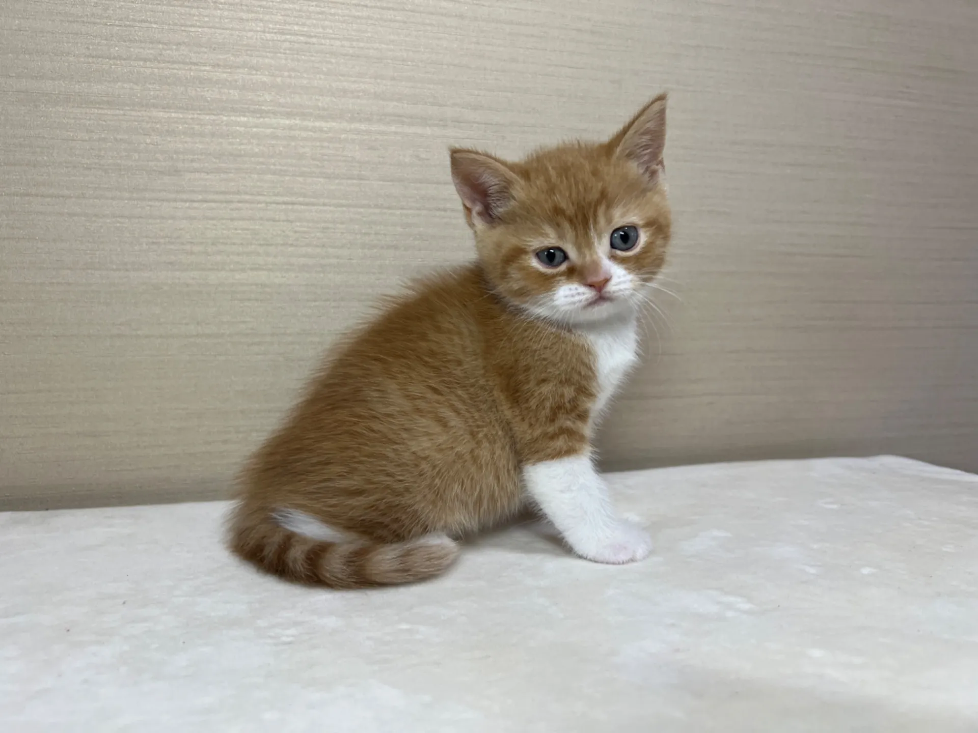 スコティッシュフォールド(3/3生)