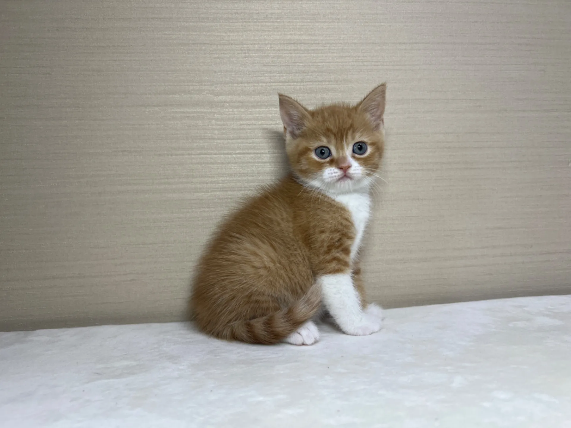 スコティッシュフォールド(3/3生)