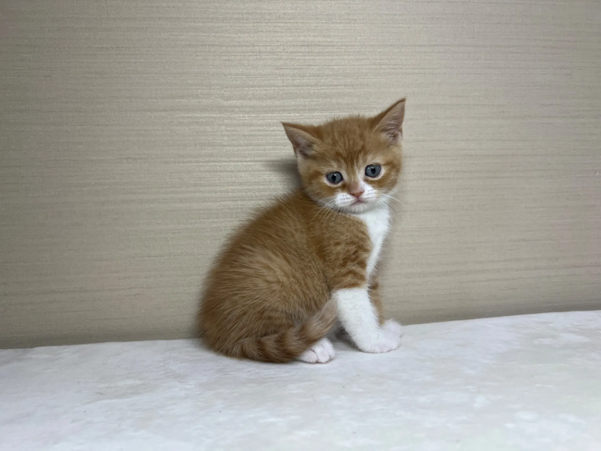 スコティッシュフォールド(3/3生)