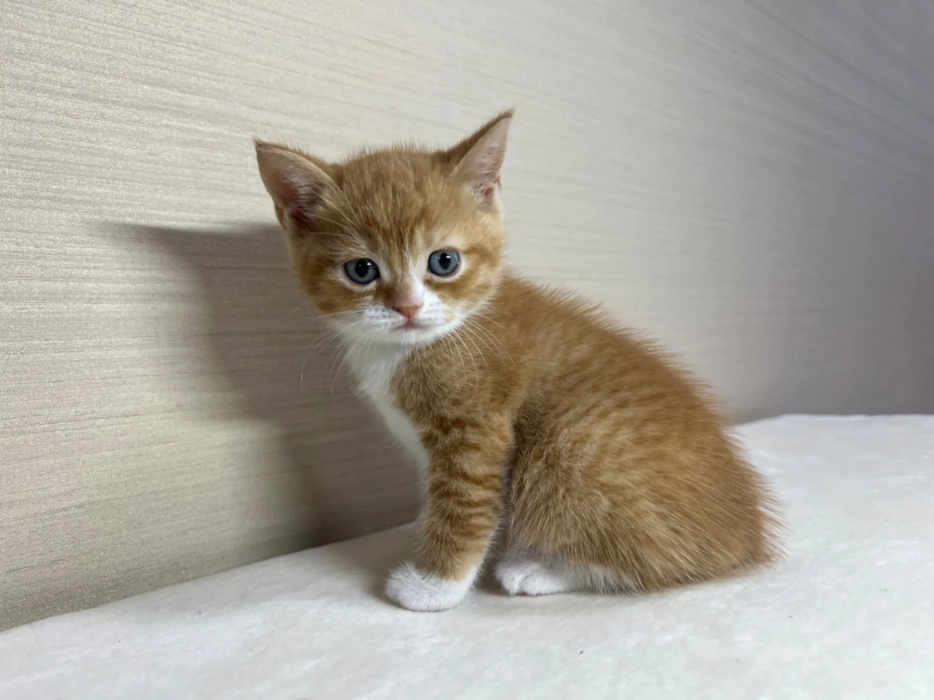 スコティッシュフォールド(3/3生)