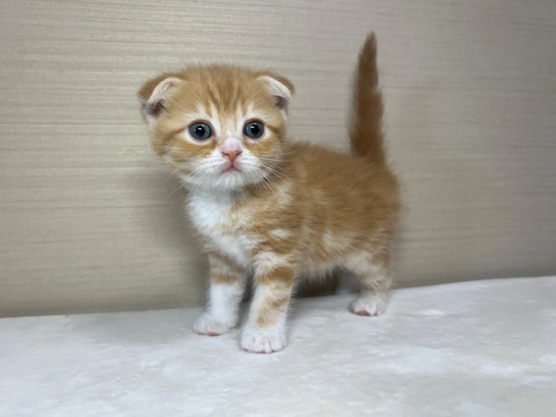 スコティッシュフォールド(3/1生)