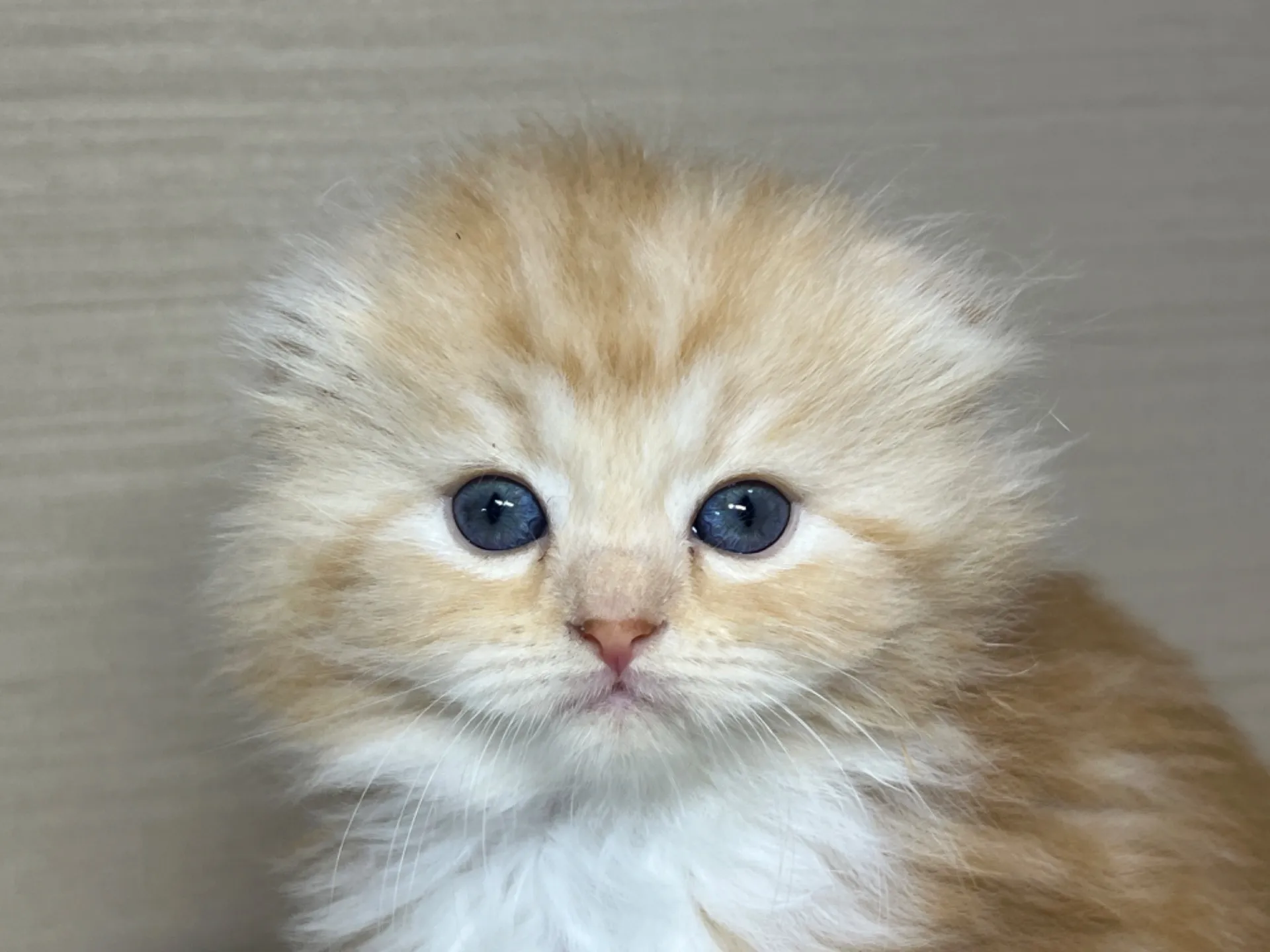 スコティッシュフォールド(3/14生)