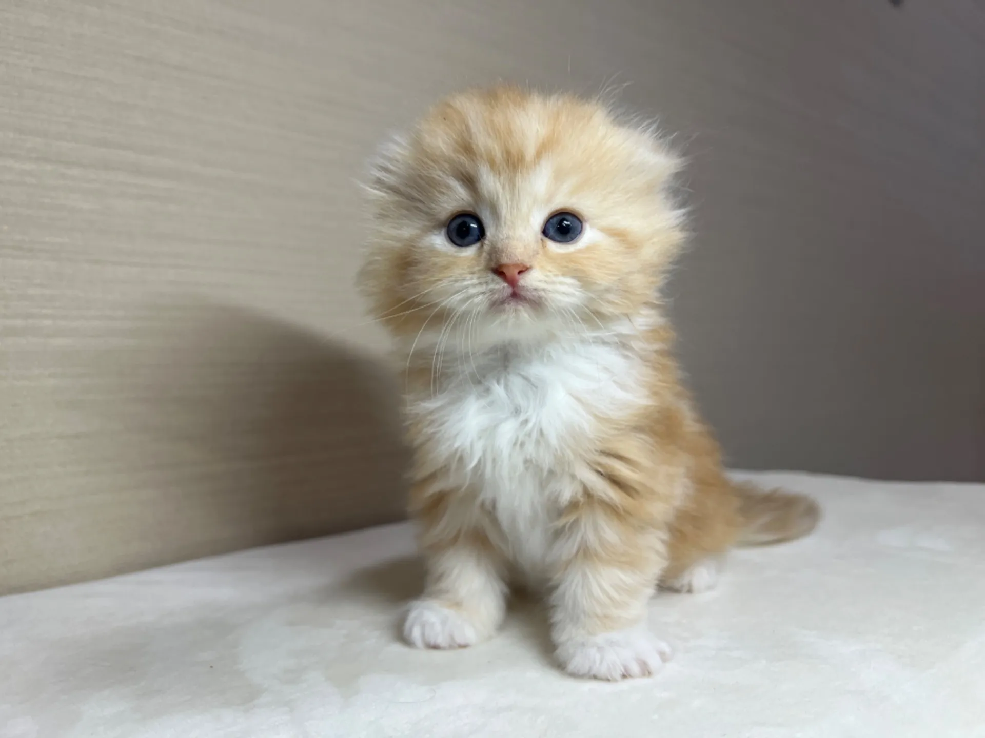 スコティッシュフォールド(3/14生)