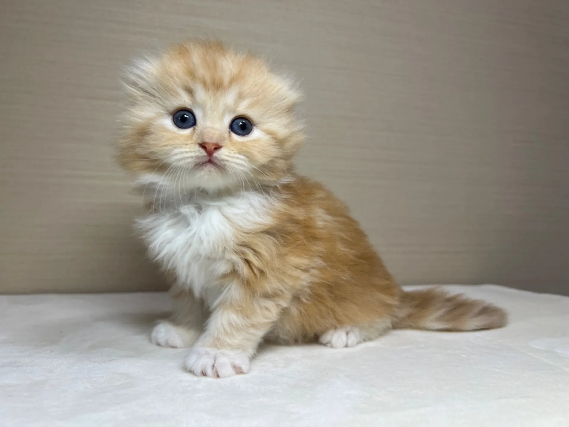 スコティッシュフォールド(3/14生)