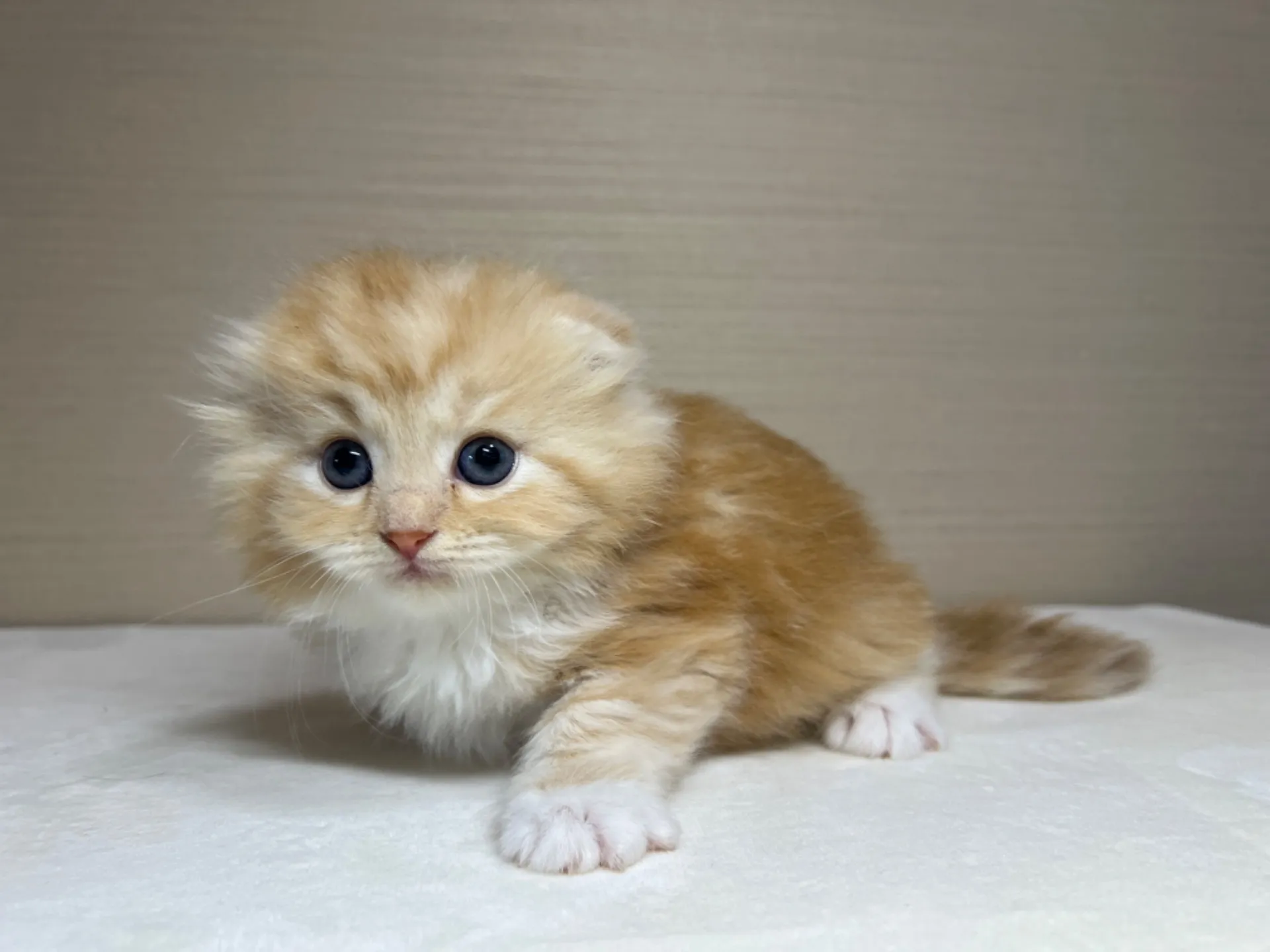 スコティッシュフォールド(3/14生)