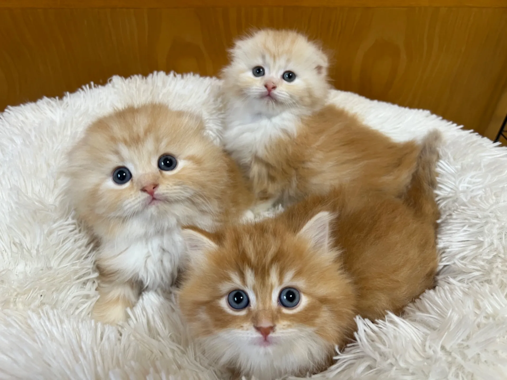 スコティッシュフォールド(3/14生)