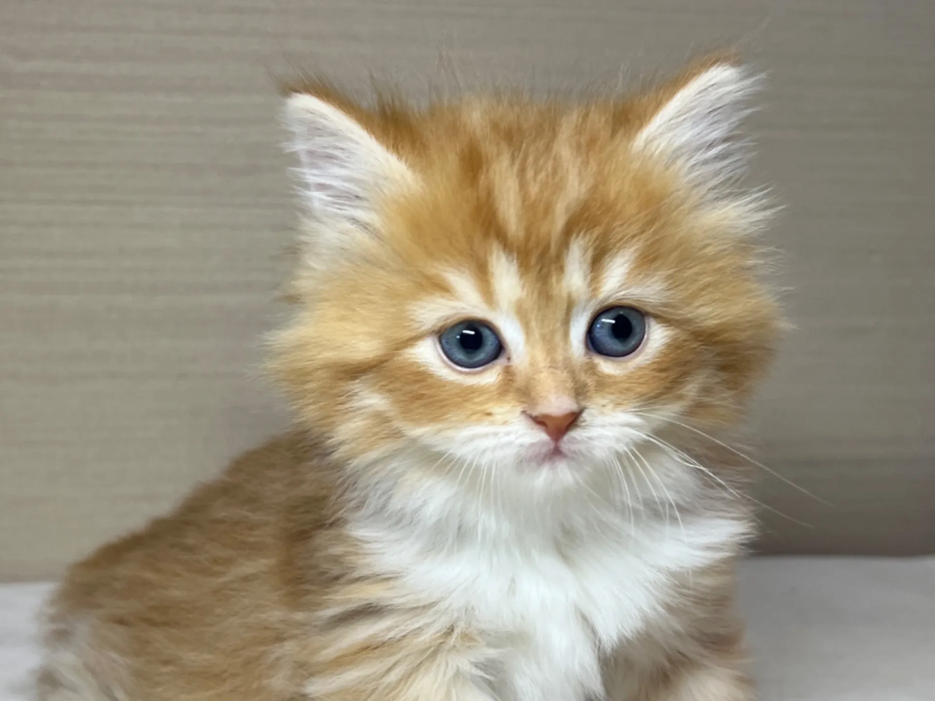 スコティッシュフォールド(3/14生)