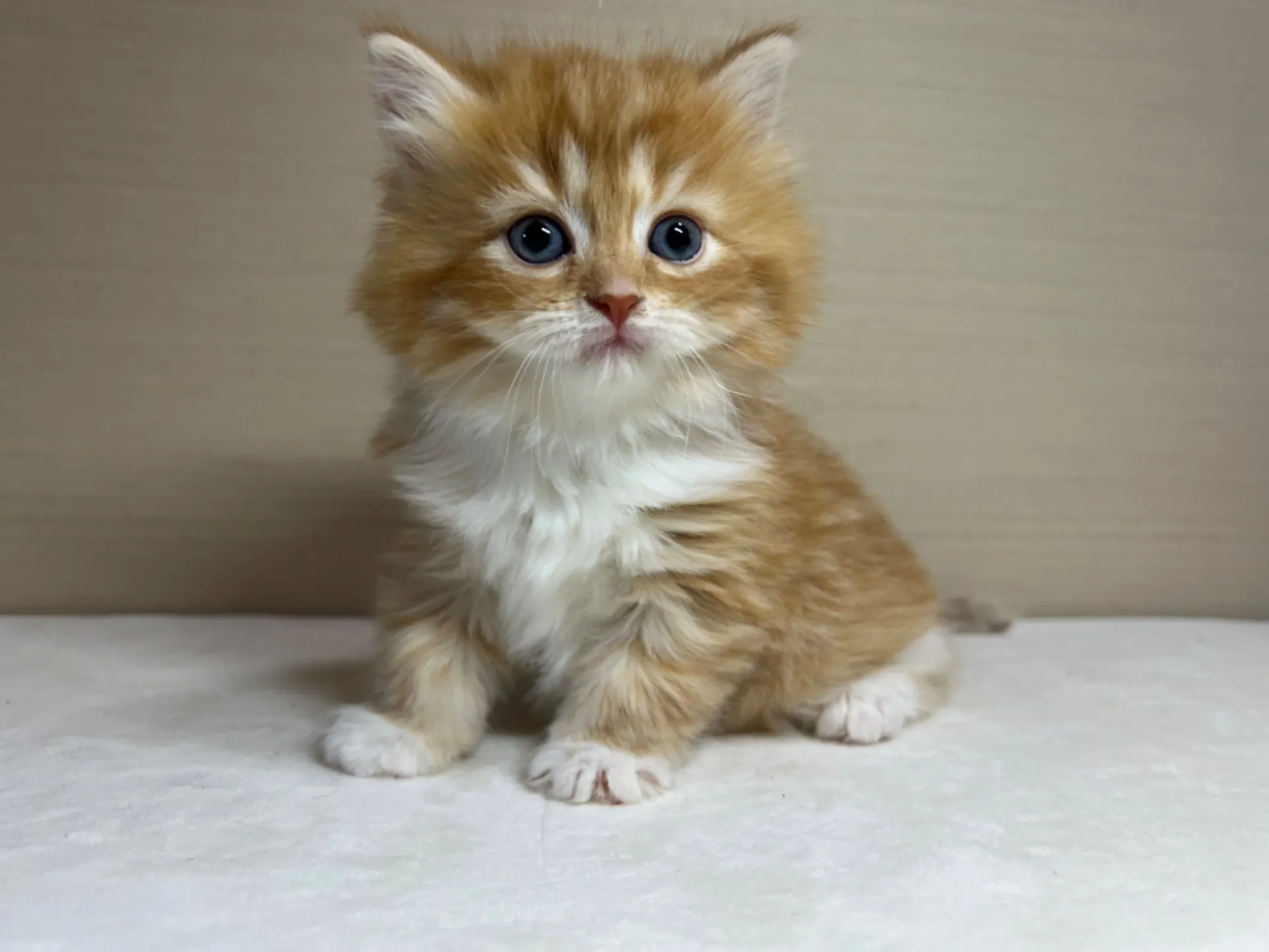 スコティッシュフォールド(3/14生)