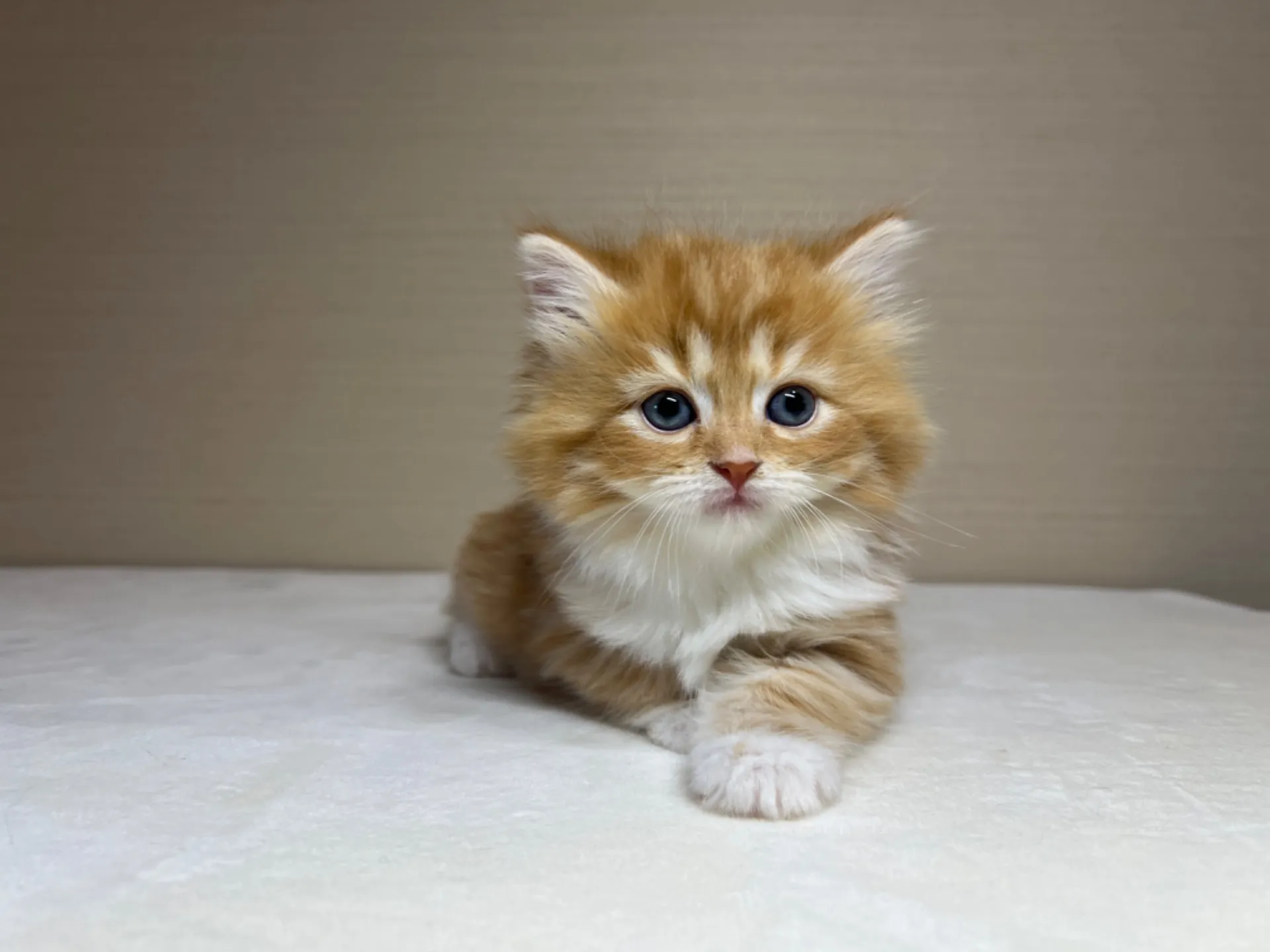 スコティッシュフォールド(3/14生)