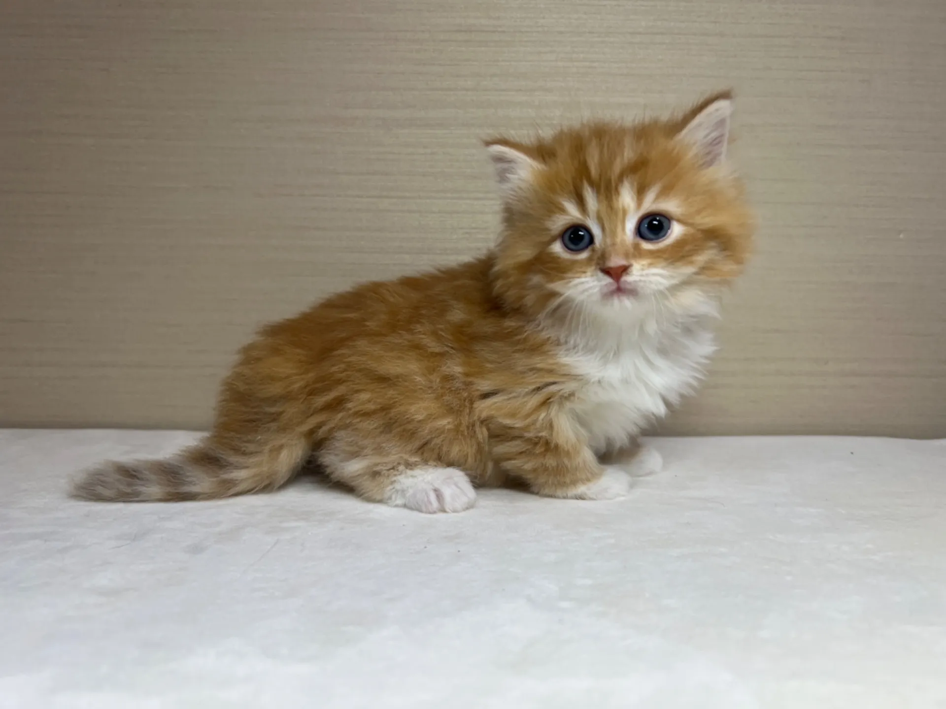 スコティッシュフォールド(3/14生)