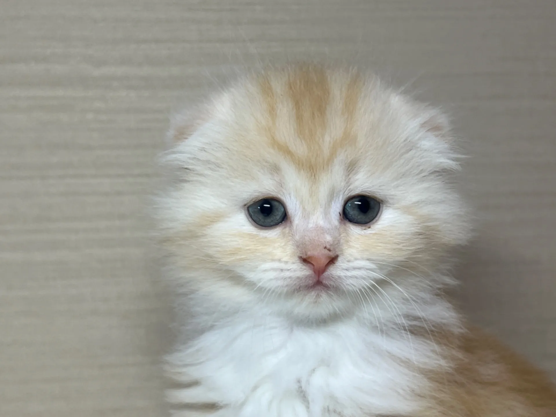 スコティッシュフォールド(3/14生)