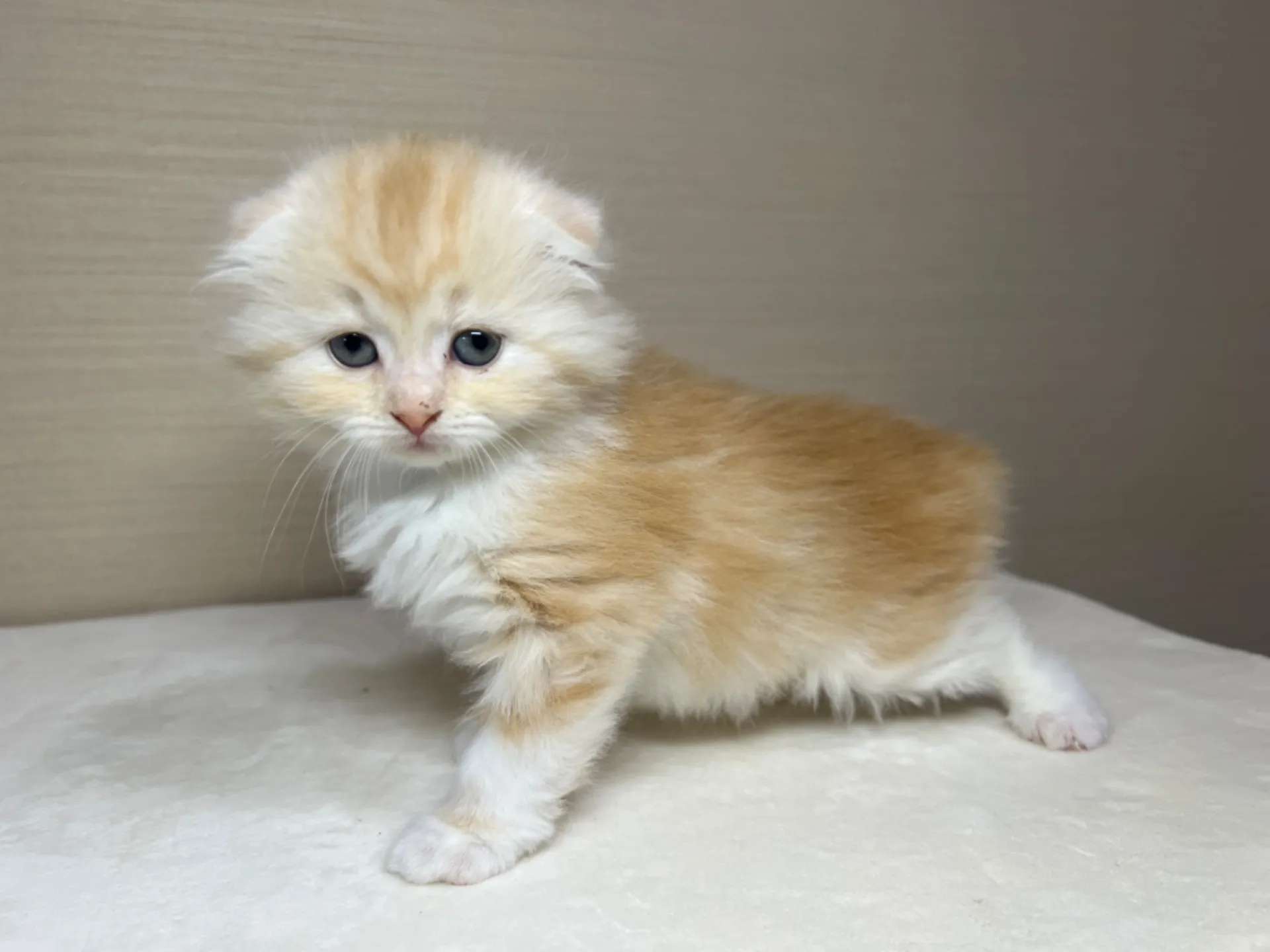 スコティッシュフォールド(3/14生)