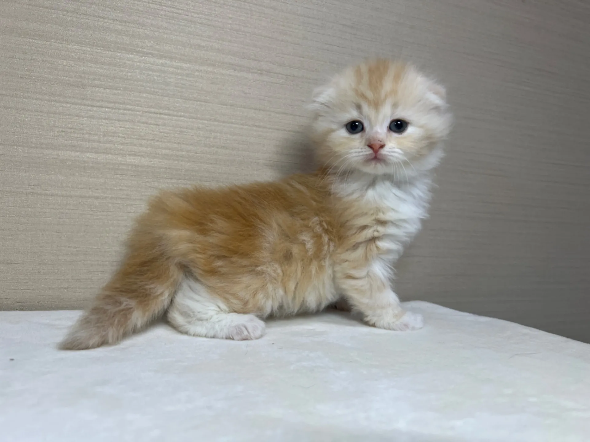 スコティッシュフォールド(3/14生)