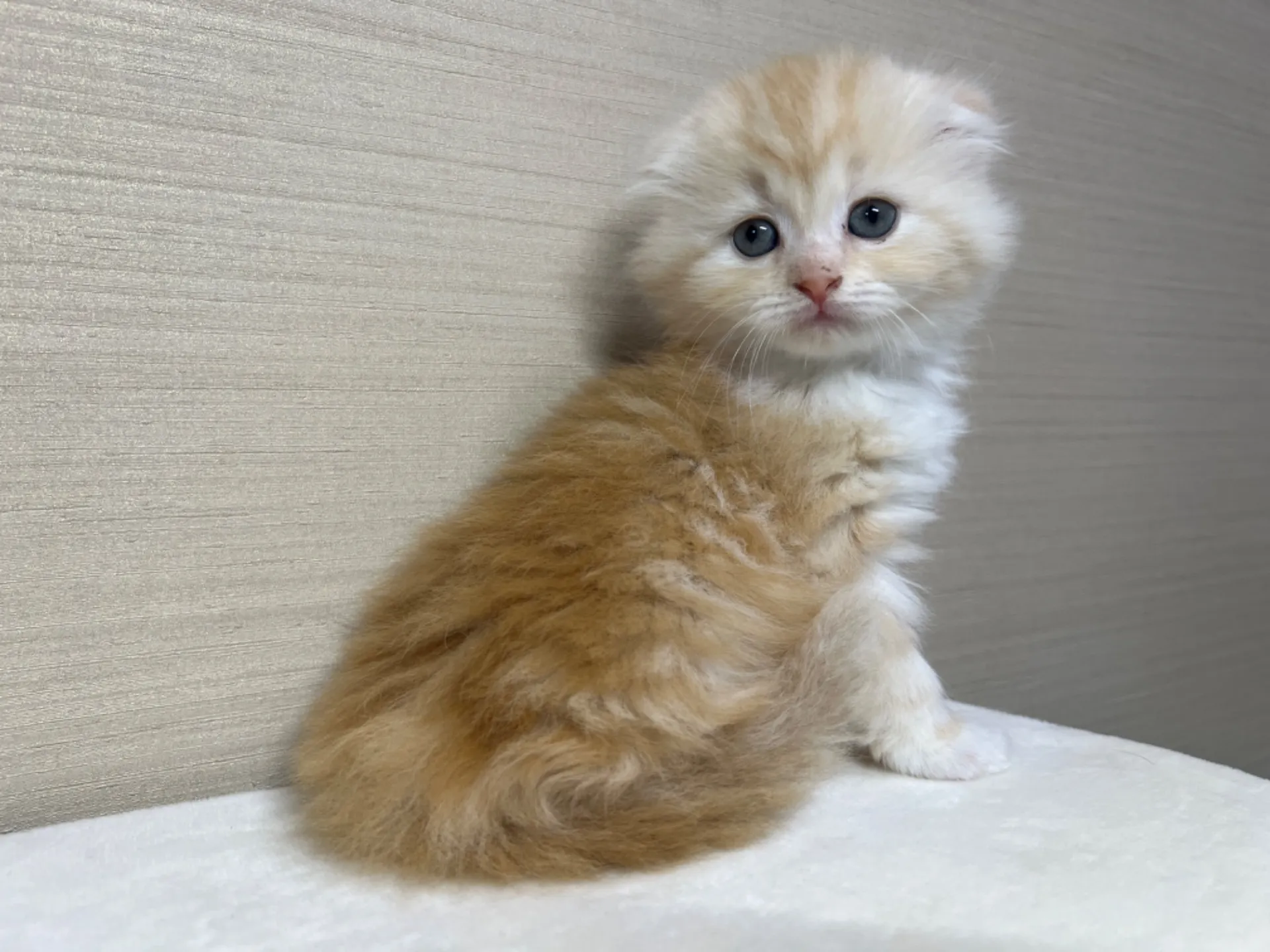 スコティッシュフォールド(3/14生)