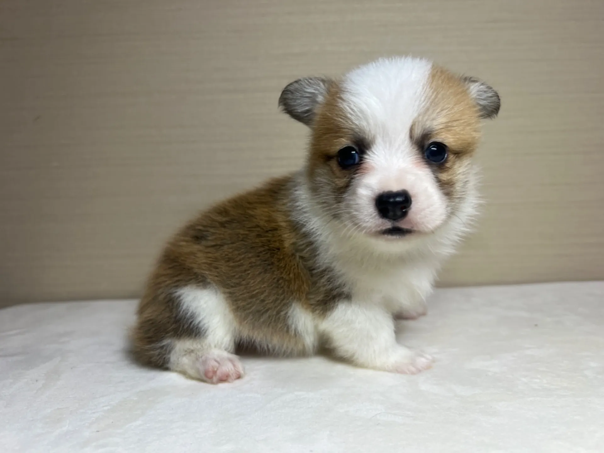 コーギー(3/14生)