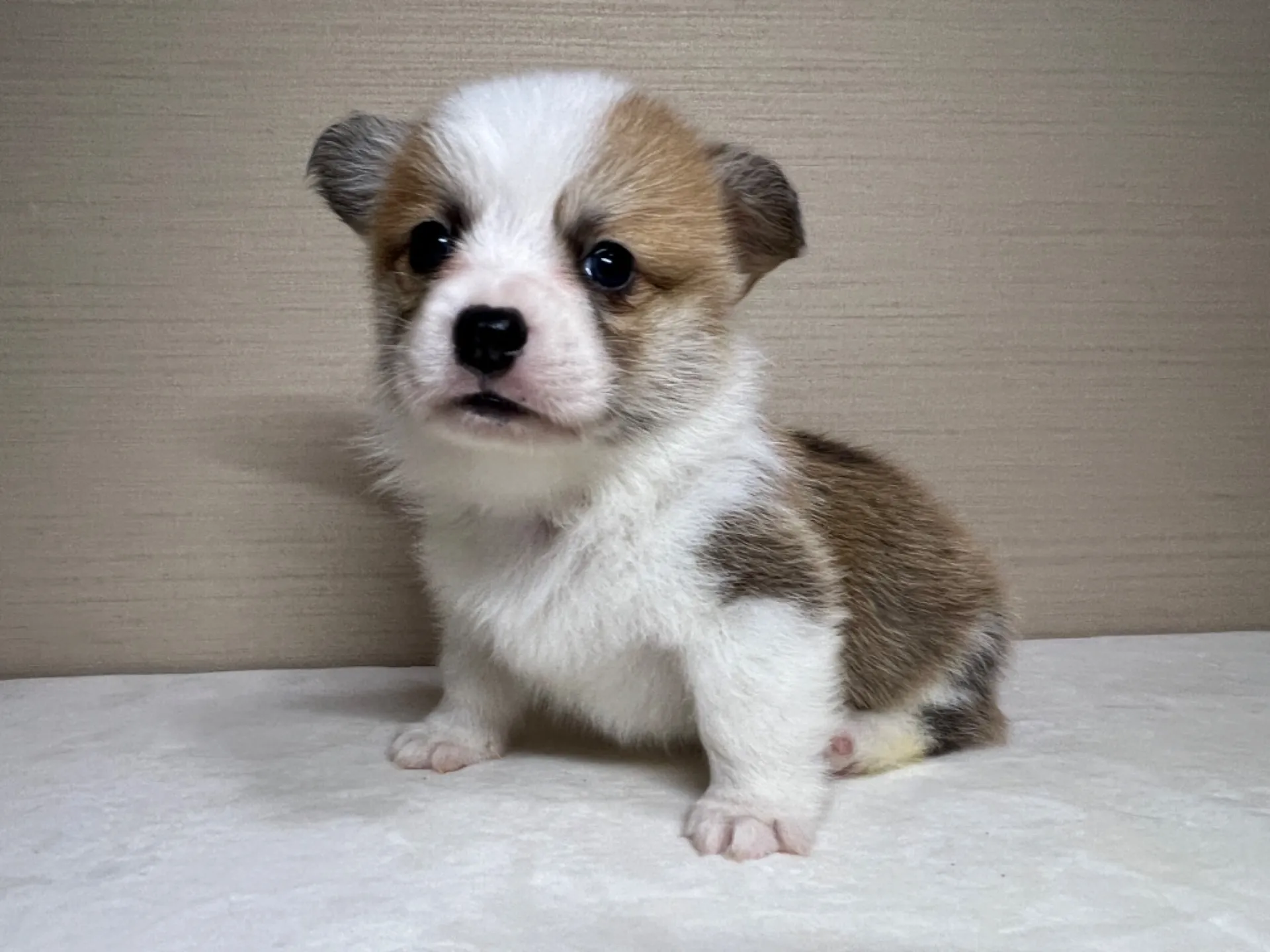 コーギー(3/14生)