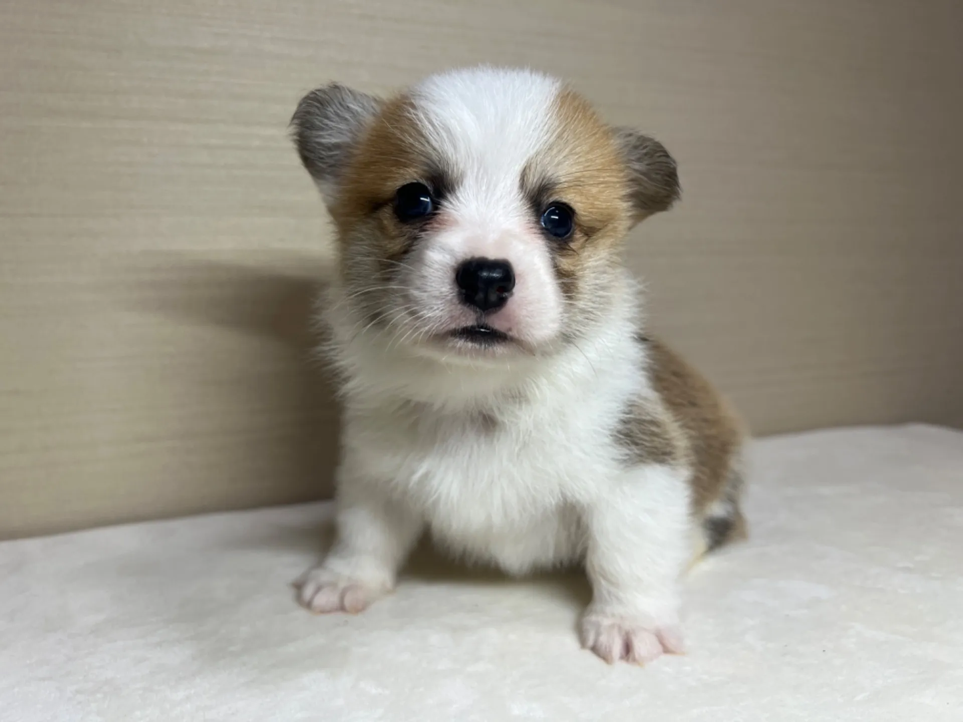 コーギー(3/14生)