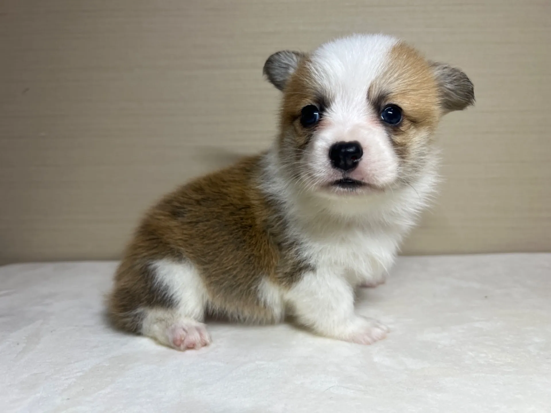 コーギー(3/14生)