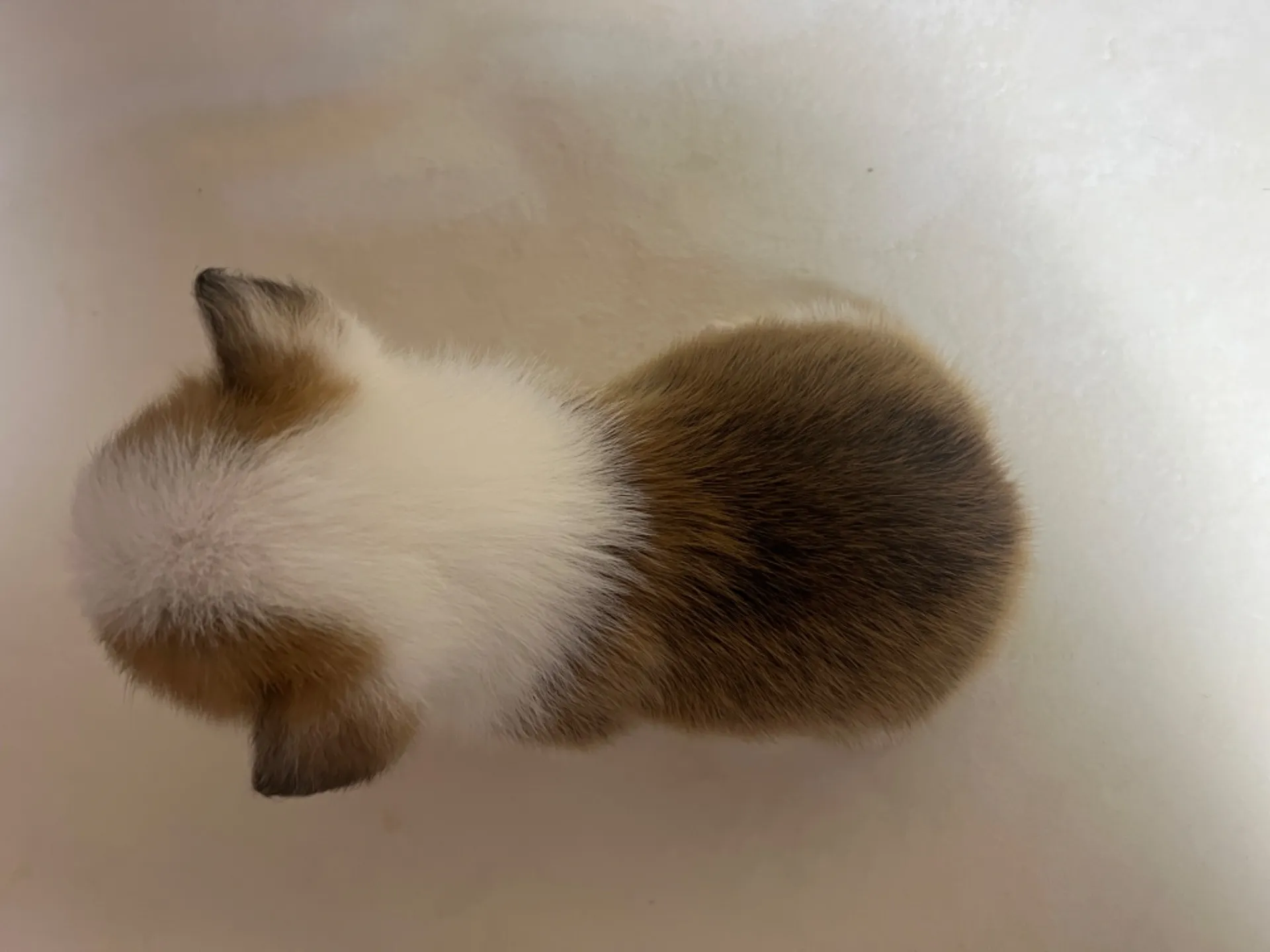 コーギー(3/14生)