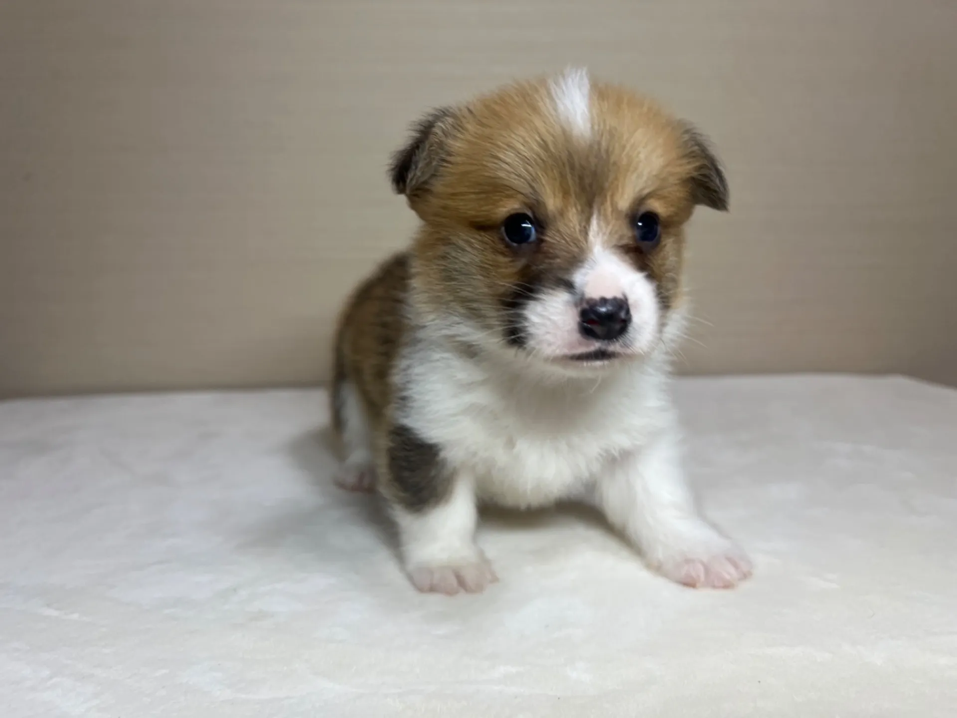 コーギー(3/14生)