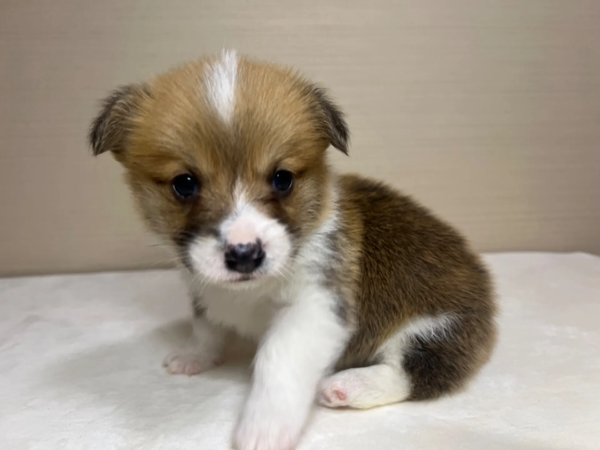 コーギー(3/14生)