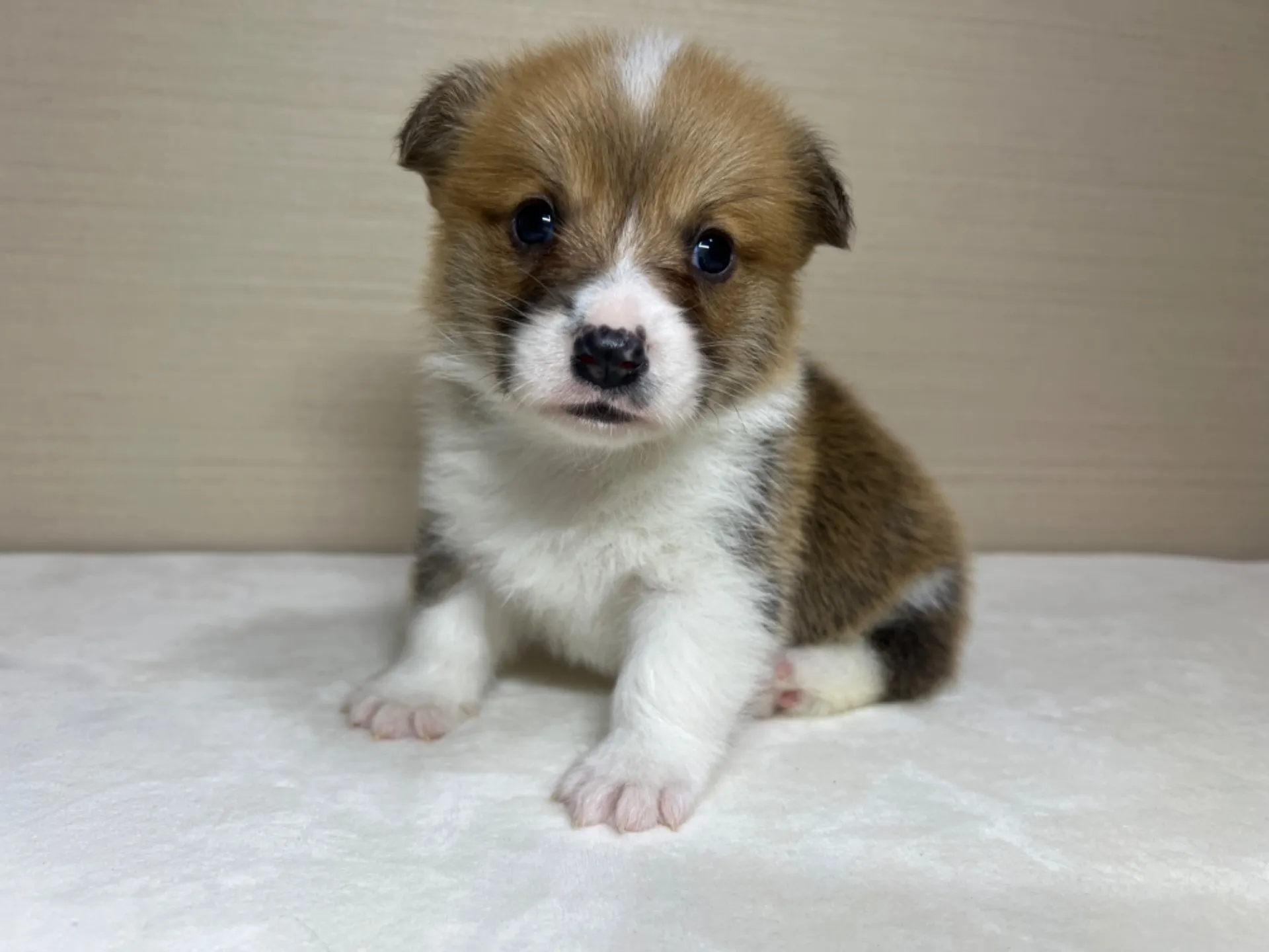 コーギー(3/14生)