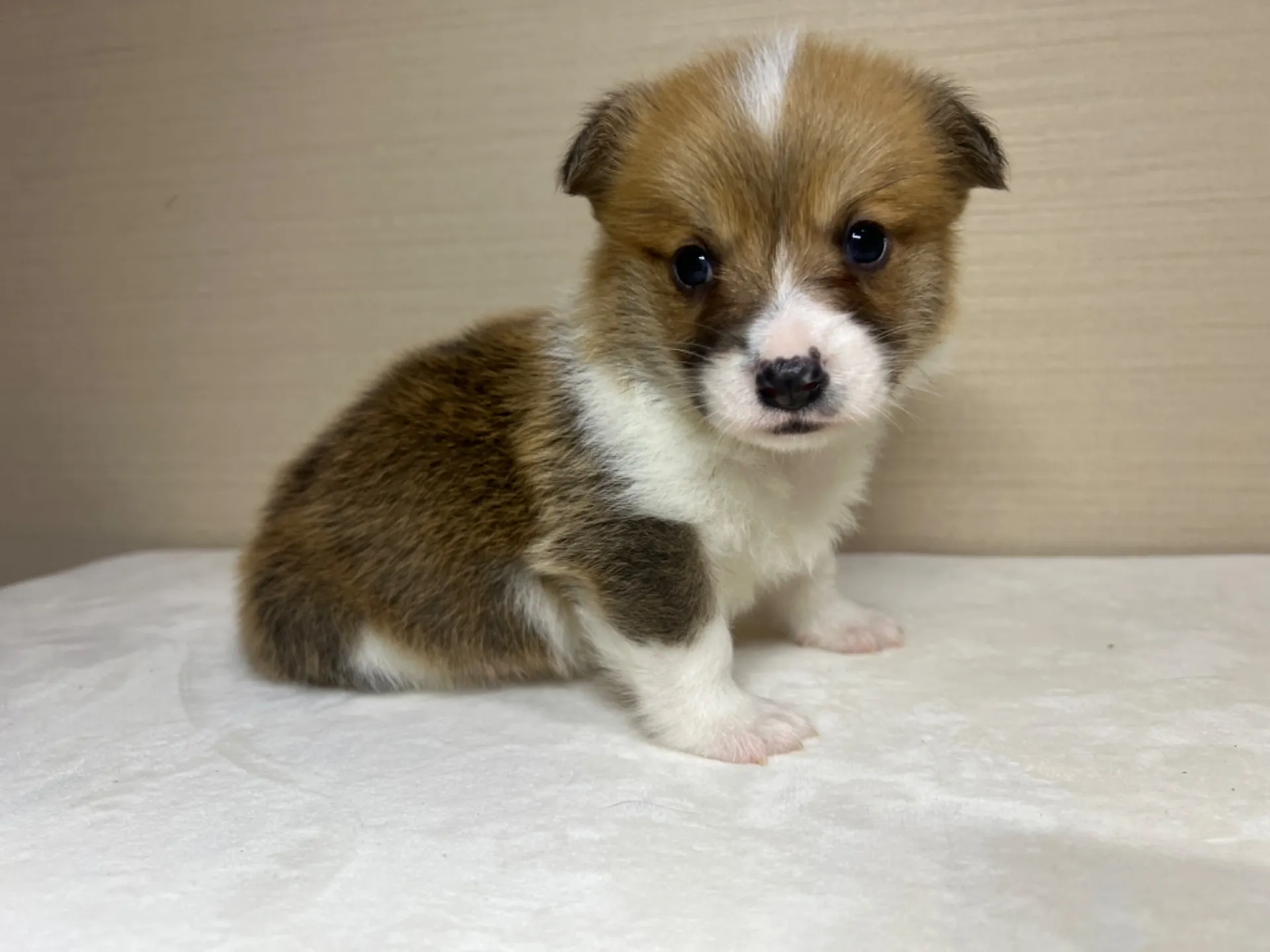 コーギー(3/14生)