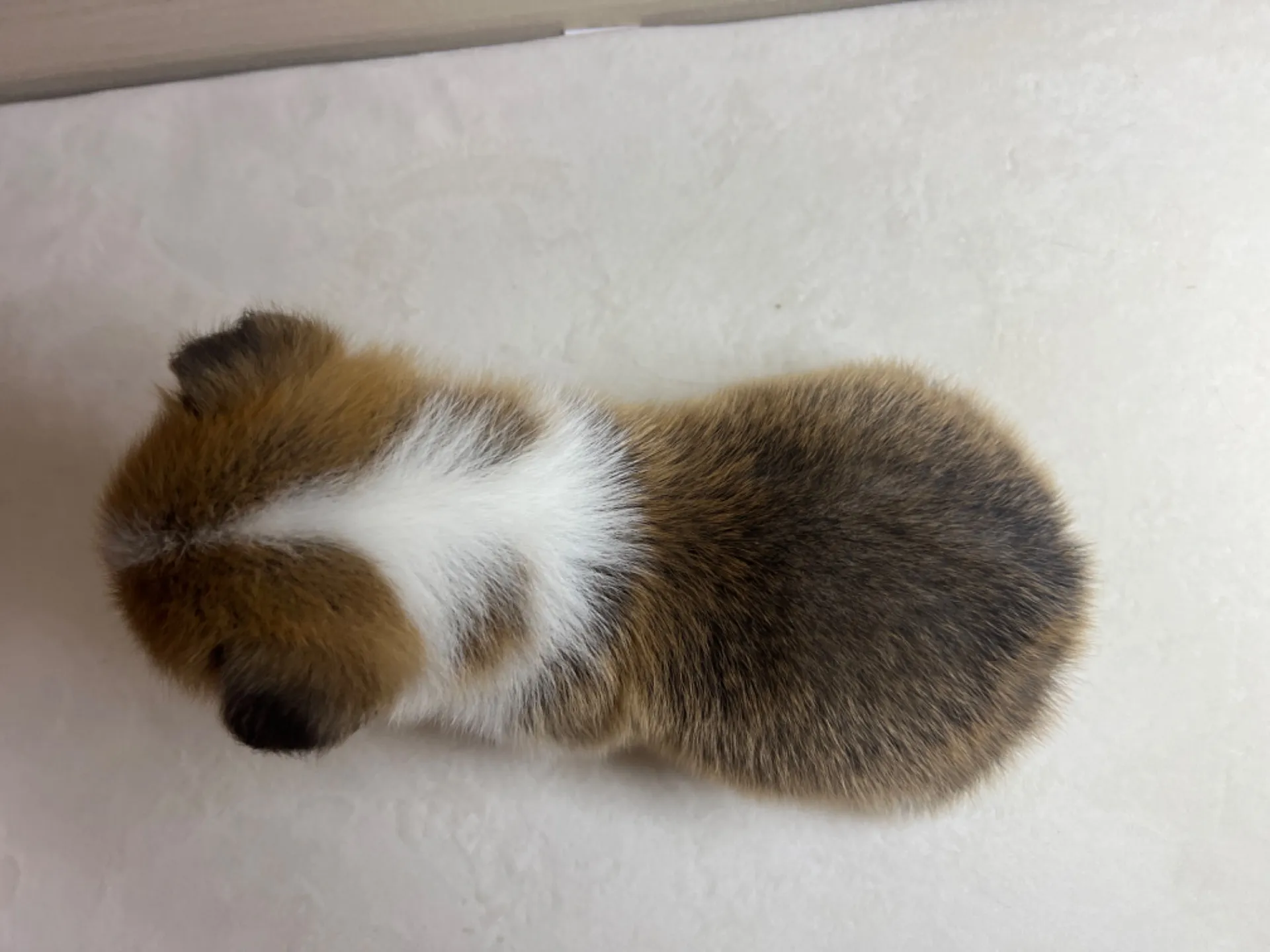 コーギー(3/14生)