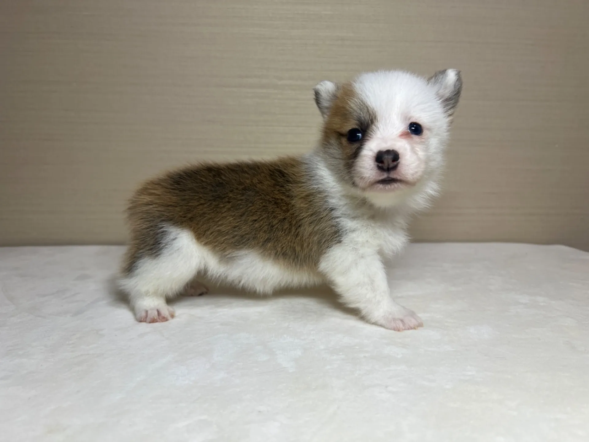 コーギー(3/14生)