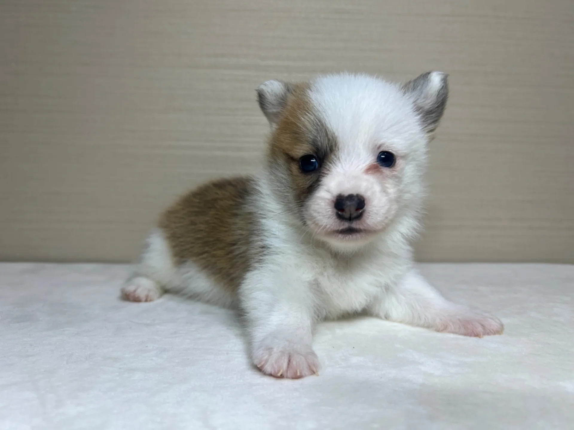 コーギー(3/14生)