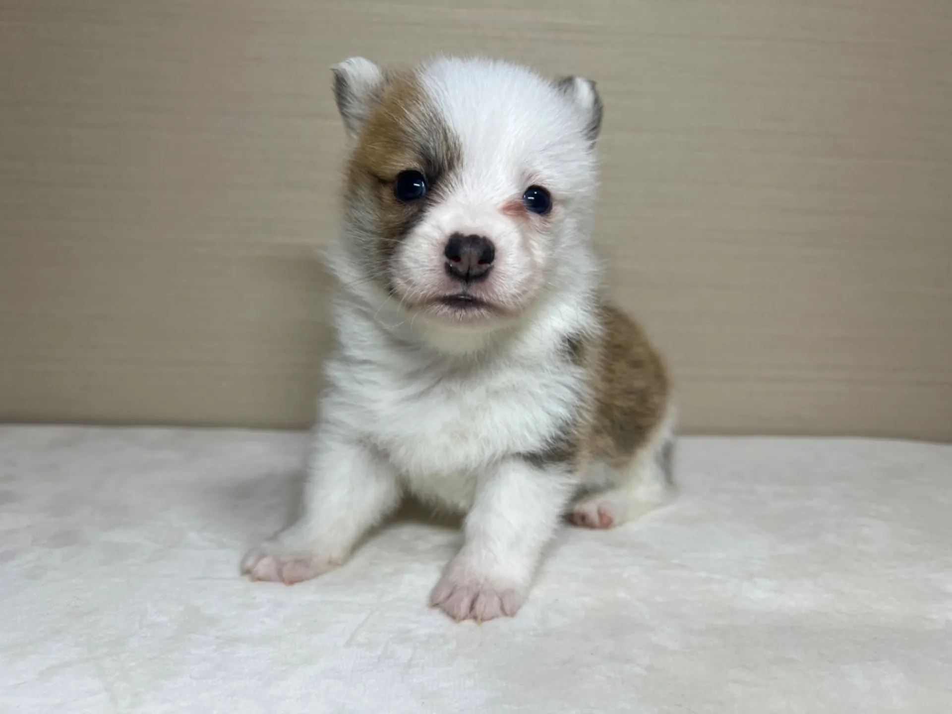 コーギー(3/14生)