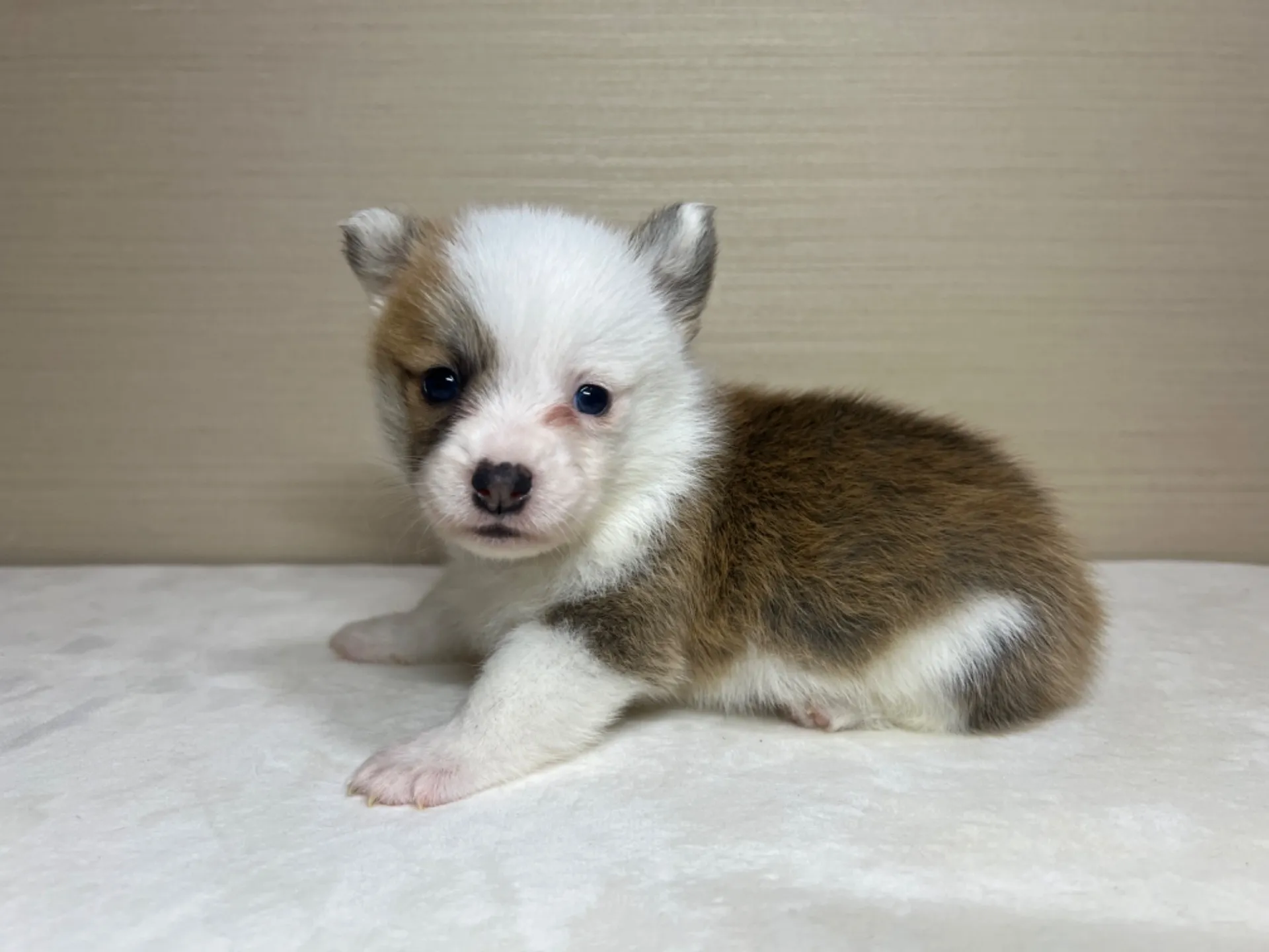 コーギー(3/14生)