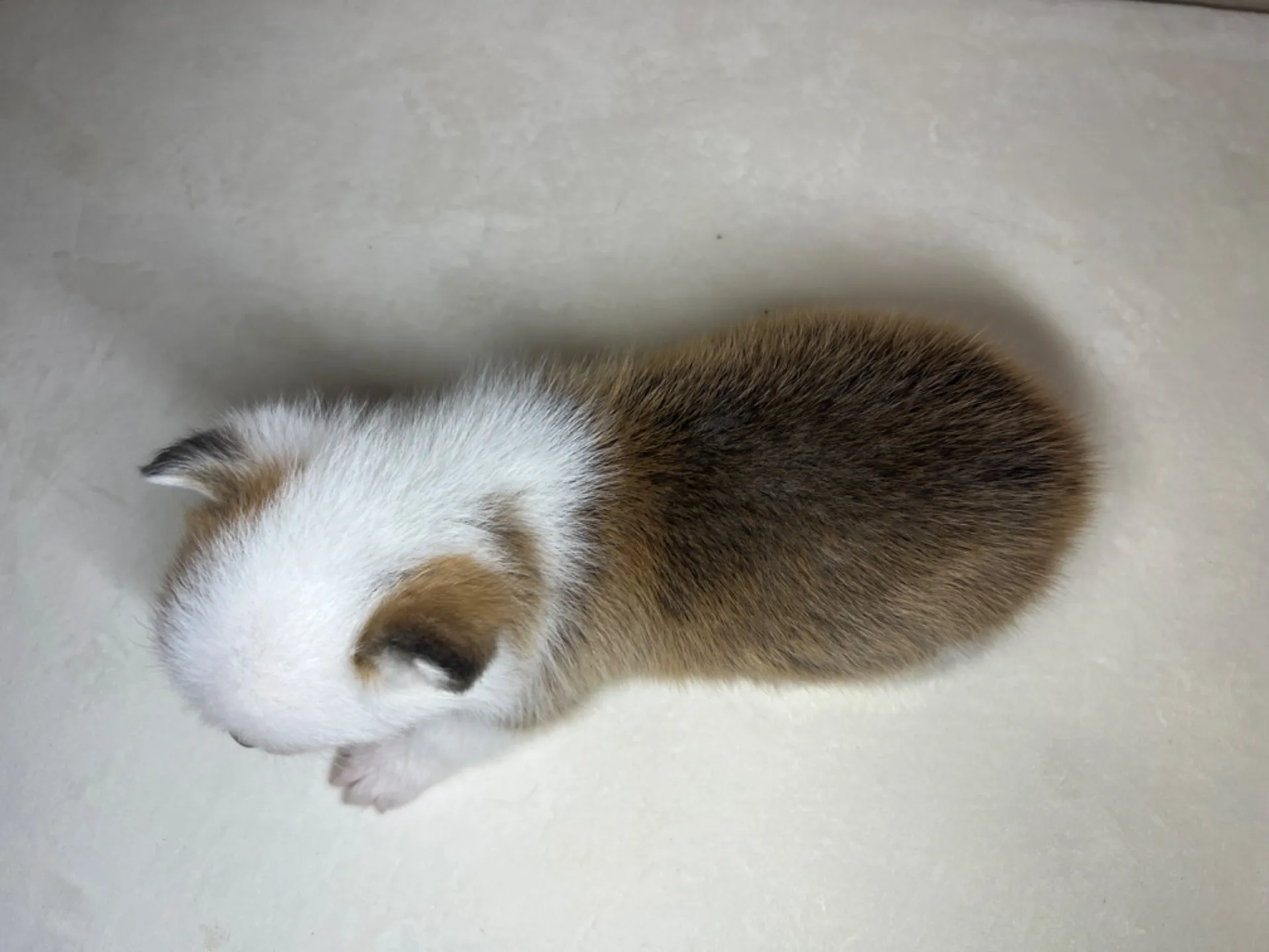 コーギー(3/14生)