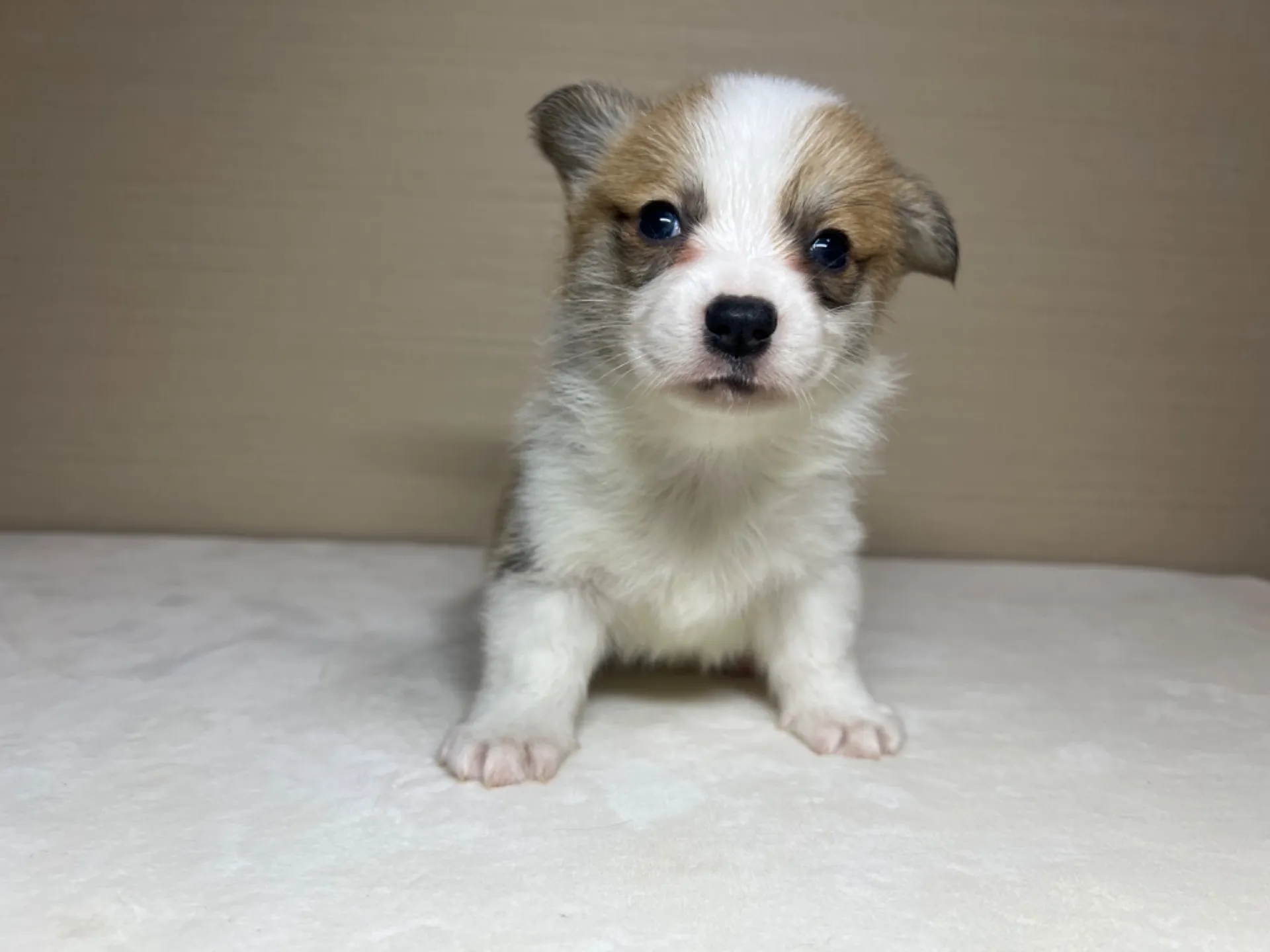 コーギー(3/14生)