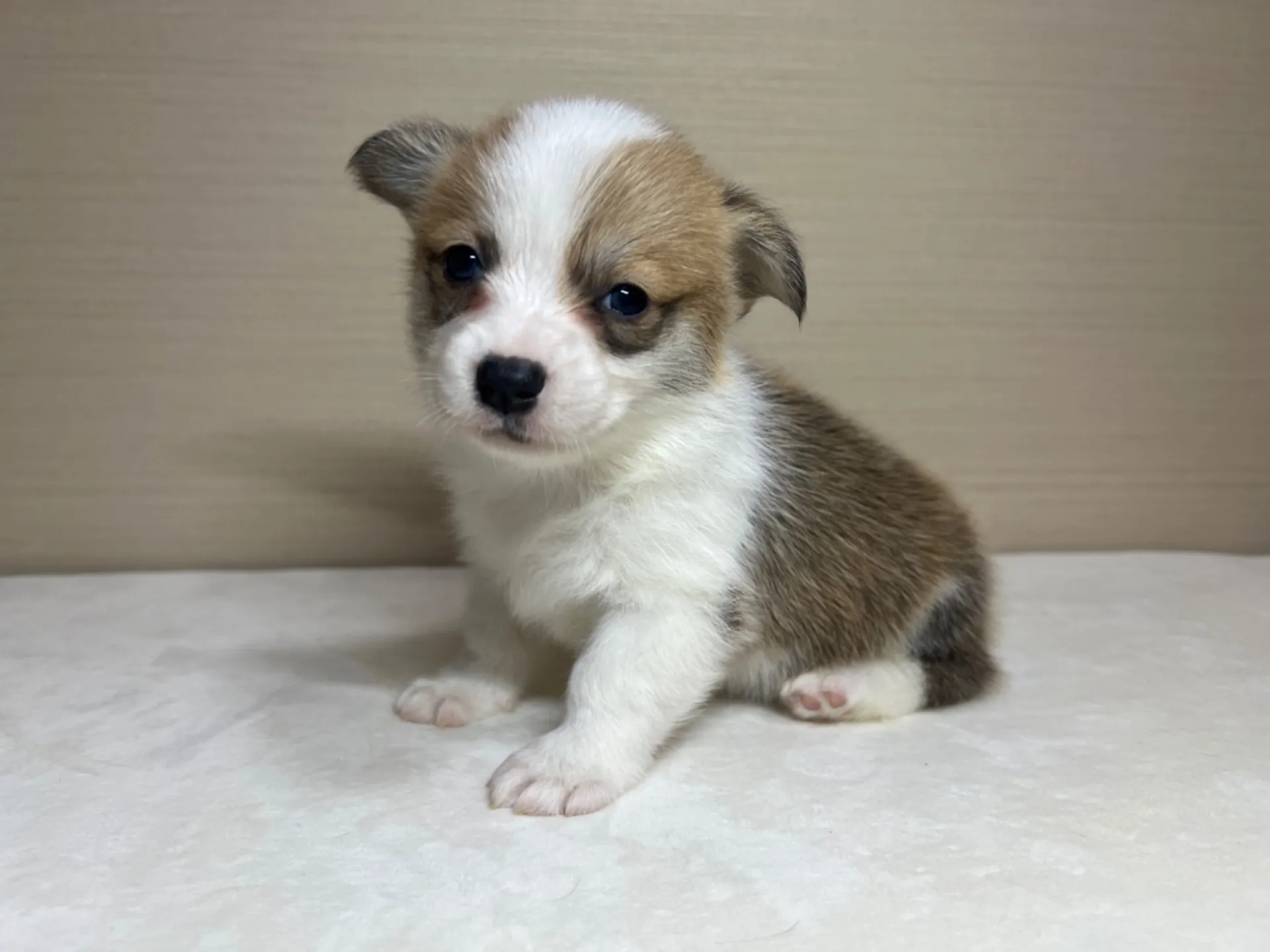 コーギー(3/14生)